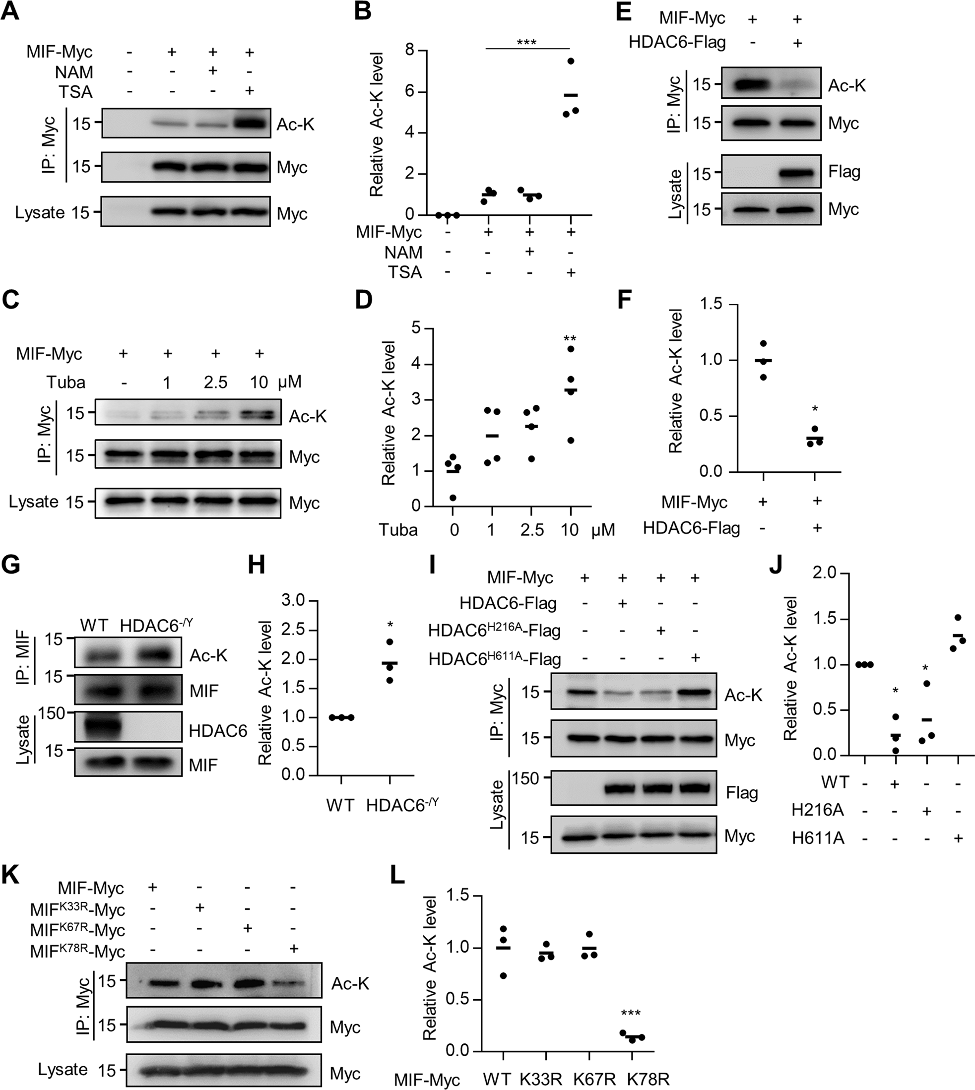 Macrophage Migration Inhibitory Factor Mif Acetylation Protects Neurons From Ischemic Injury Cell Death Disease