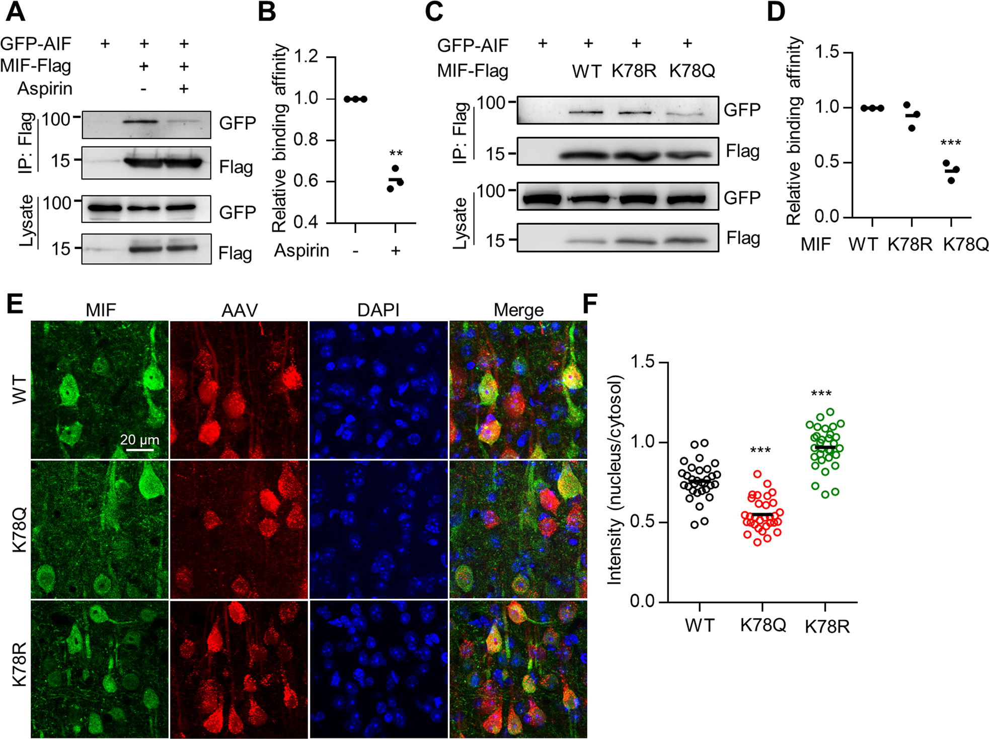 Fig. 3: MIF K78 acetylation impaired MIF interaction with AIF and nuclear translocation.