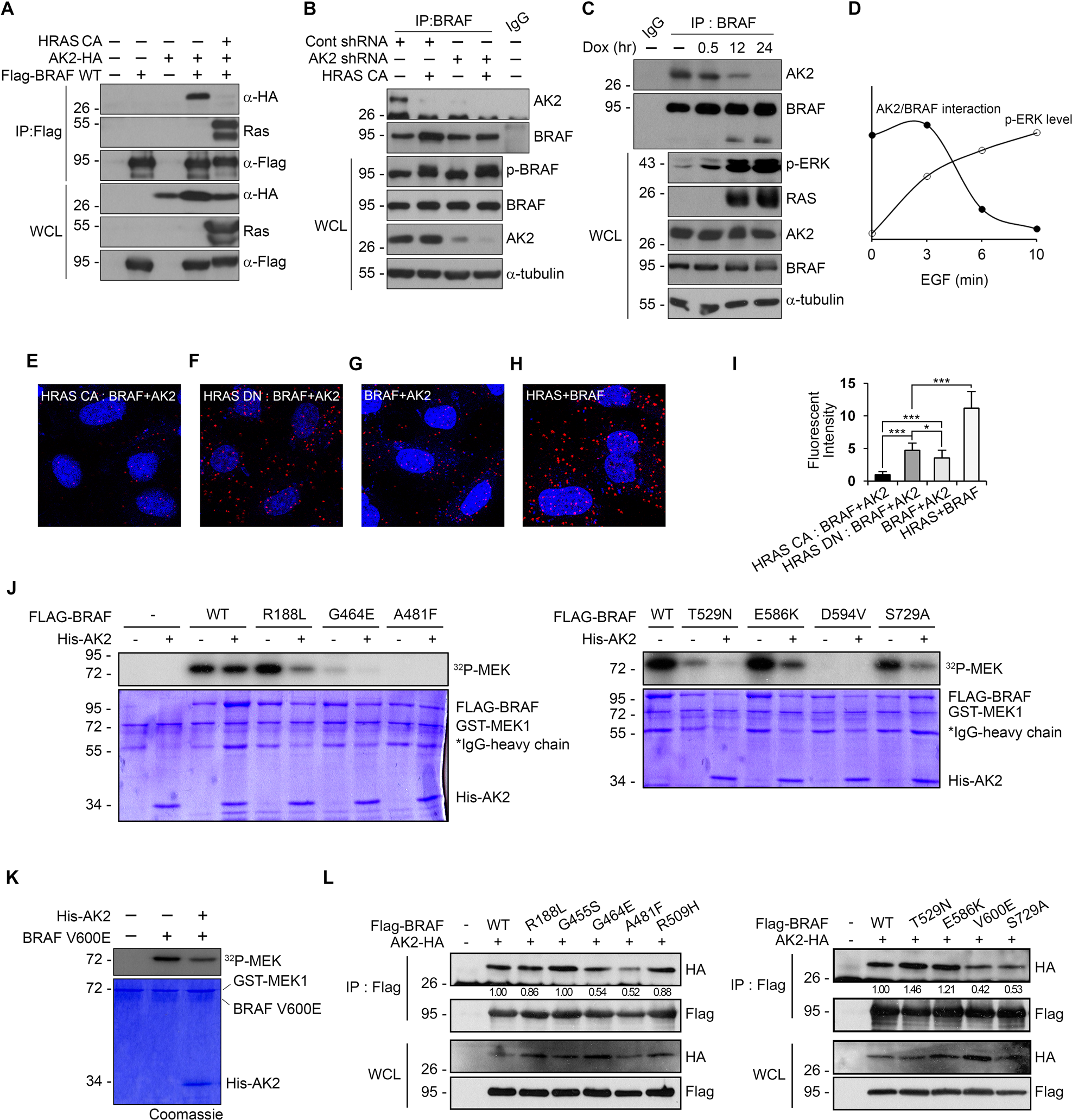 Fig. 6: RAS activation impairs the AK2-BRAF interaction and AK2 restrains inhibitor-insensitive BRAF mutants.