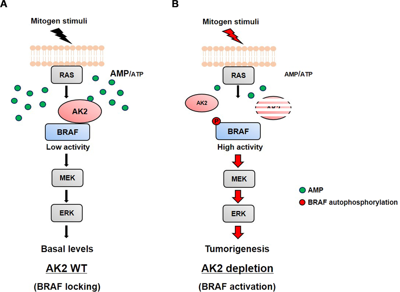 Fig. 7: Proposed model of AK2 function as a BRAF locker in the RAS-BRAF signaling.