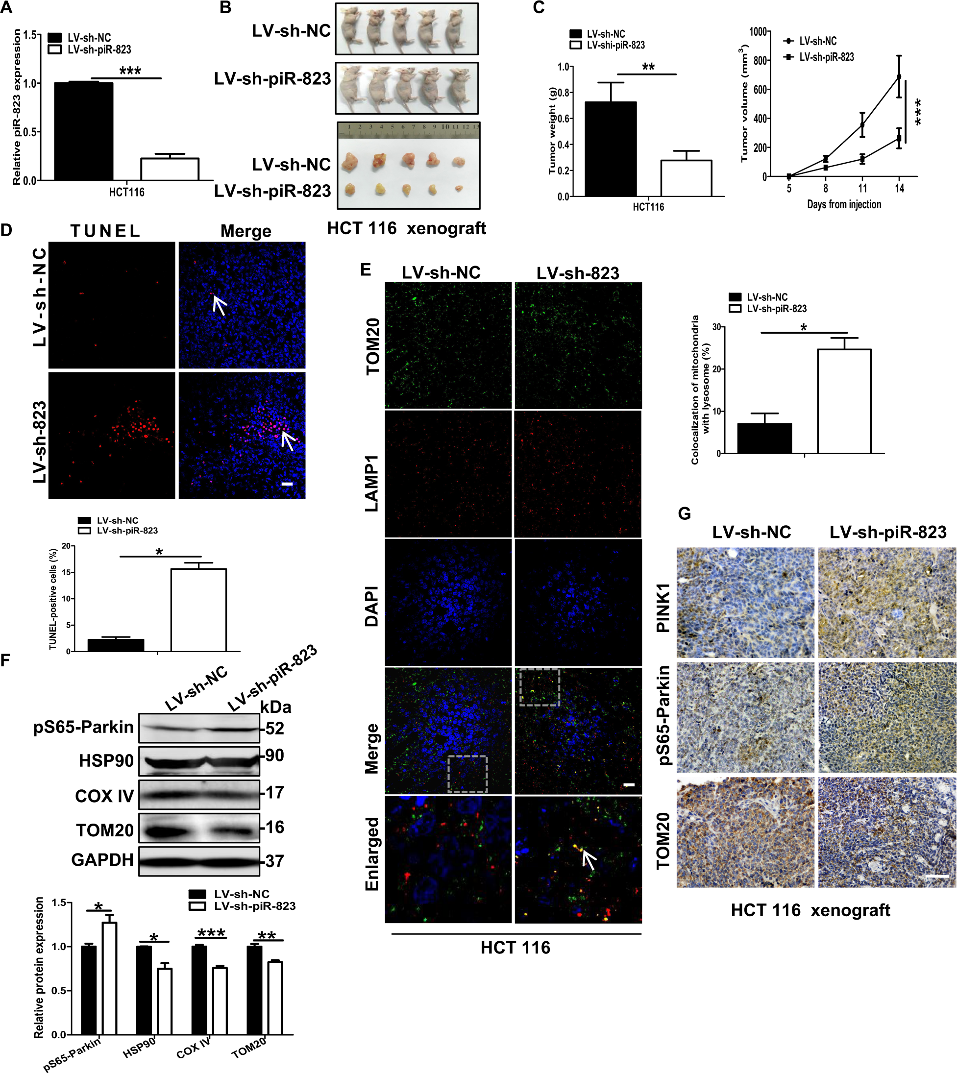 Fig. 7: piR-823 inhibition facilitated mitophagy in vivo.
