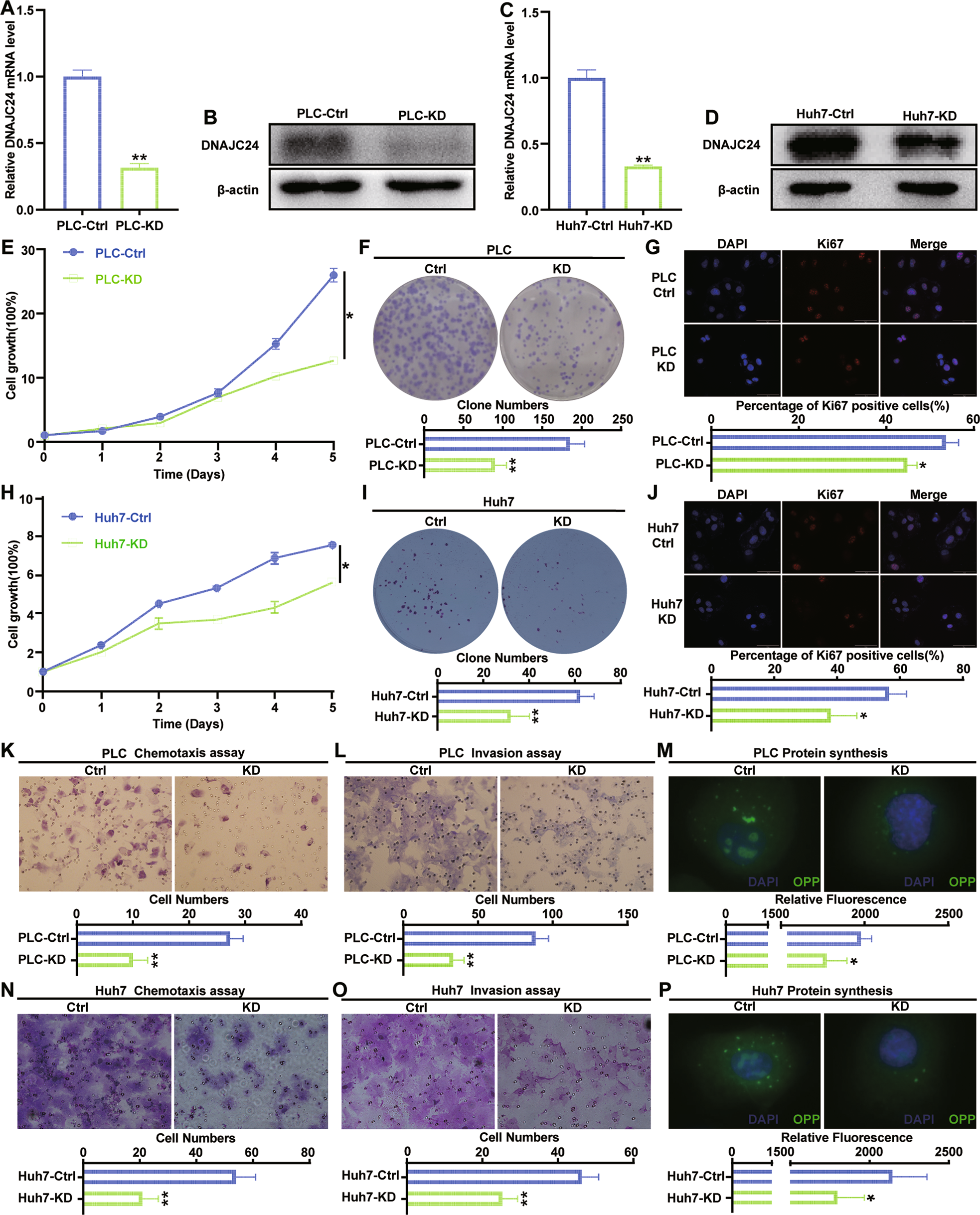 Fig. 4: Knockdown of DNAJC24 inhibits proliferation, motility, and protein synthesis in HCC cells in vitro.