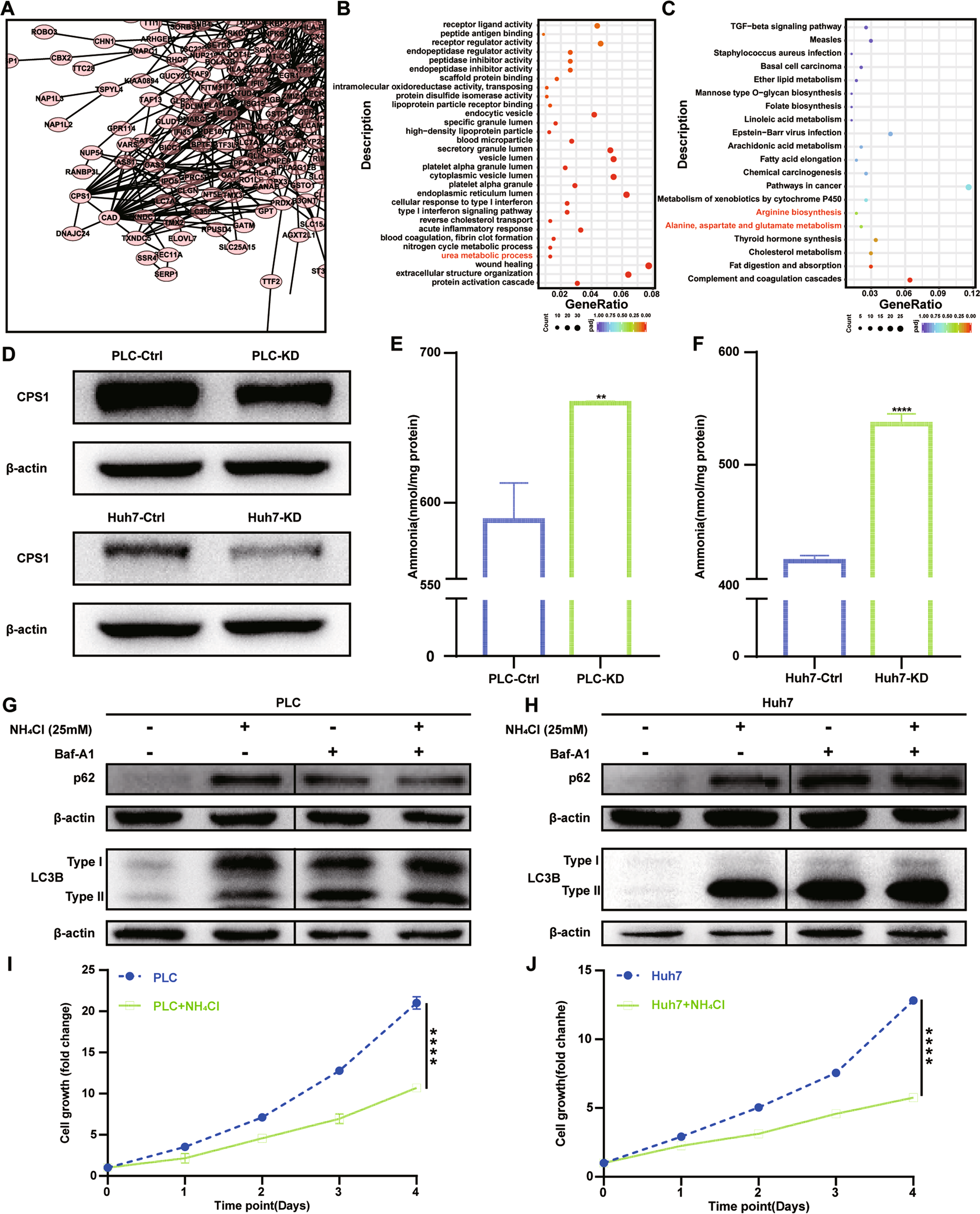 Fig. 6: DNAJC24 knockdown inhibits HCC cells proliferation and autophagy by affecting the metabolism of ammonia.