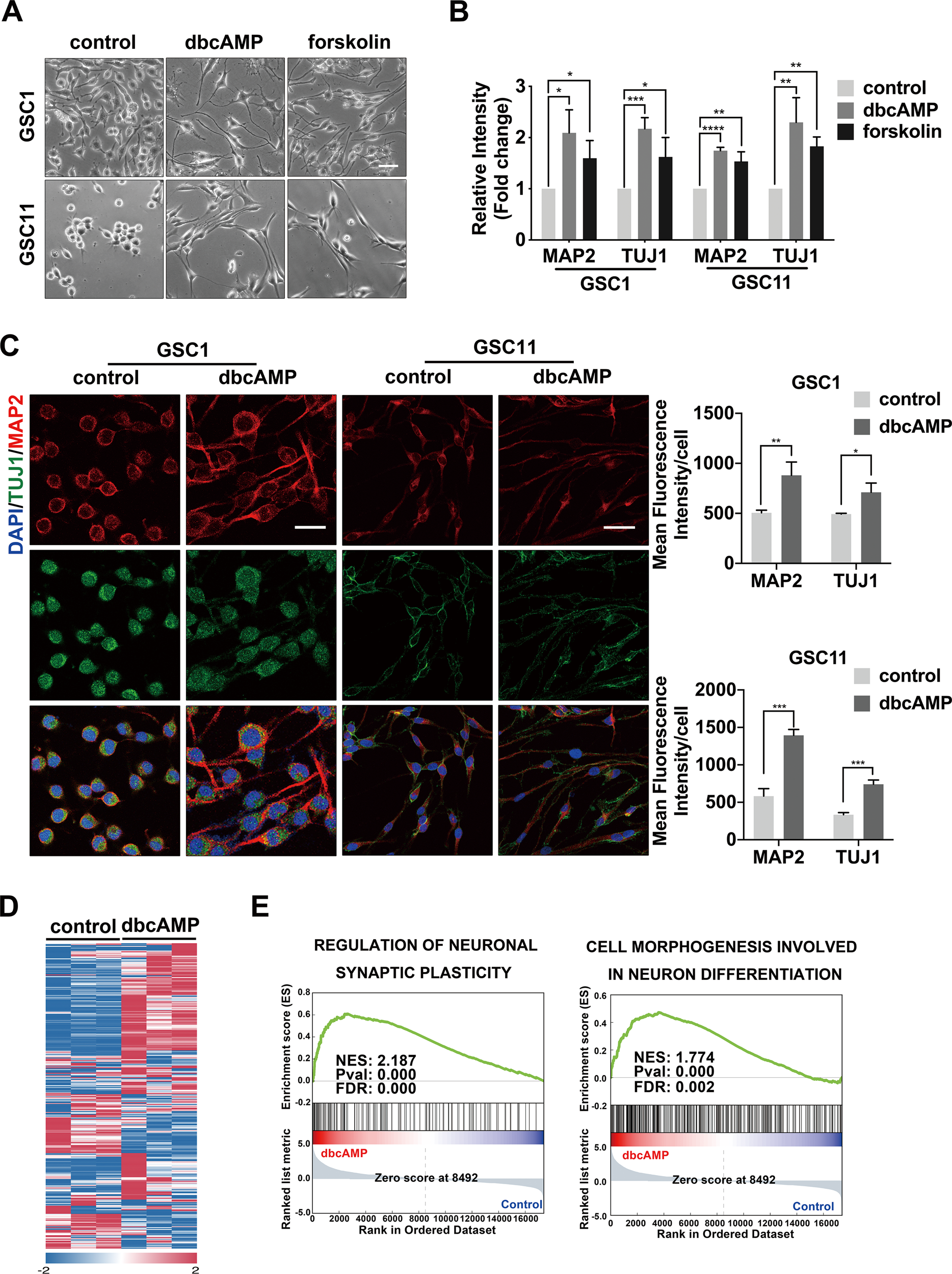 Fig. 1: cAMP induces neuronal differentiation in GSCs.