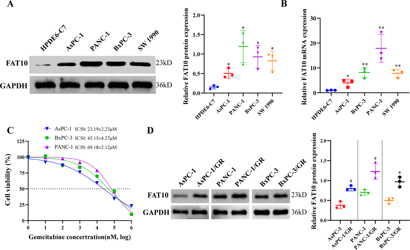Fig. 2: FAT10 expression is correlated with chemoresistance of PC cells to GEM.