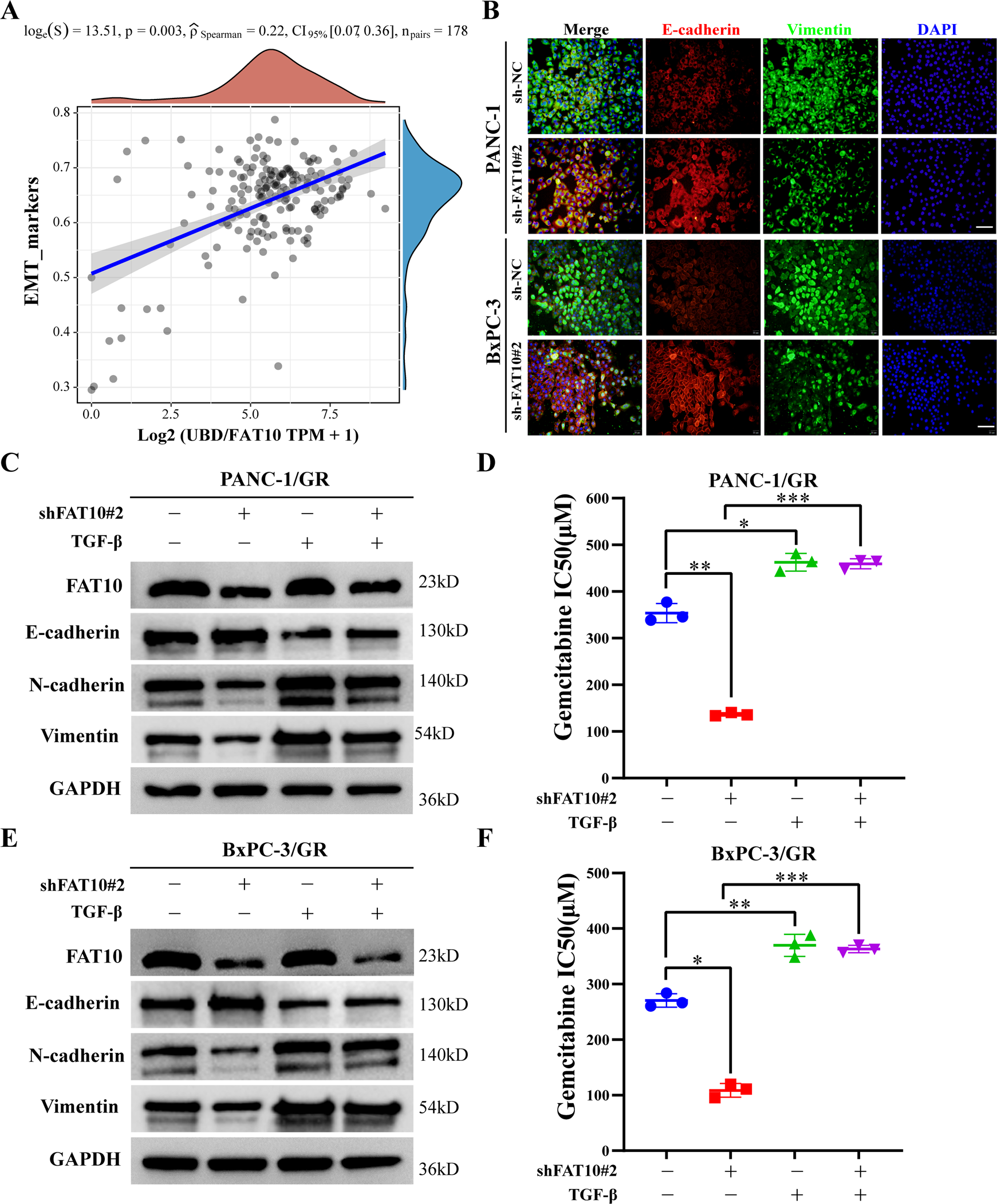 Fig. 4: FAT10 regulates EMT to promote chemotherapeutic resistance in PC cells.