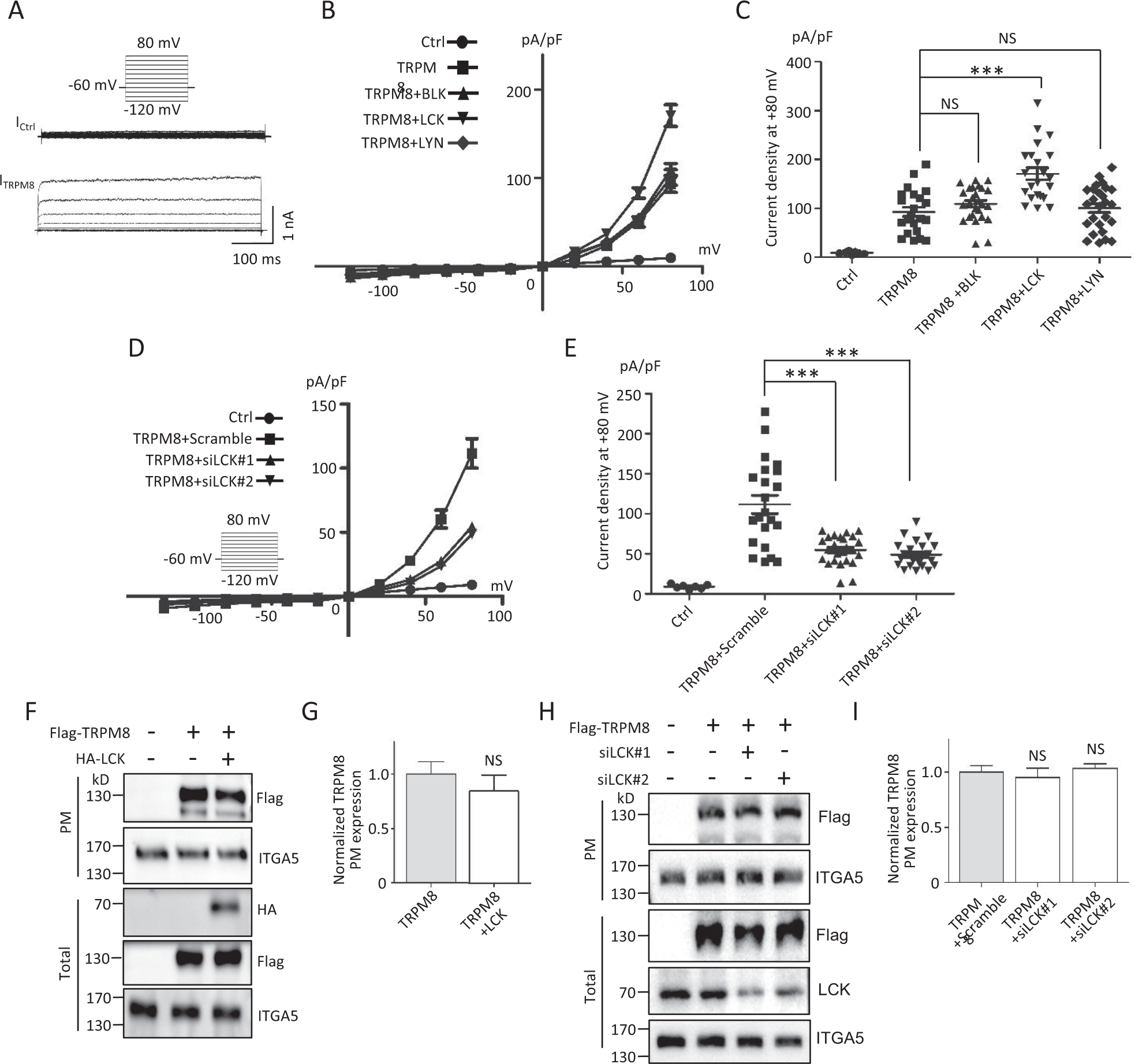 Fig. 2: Functional effects of LCK on TRPM8 in HEK293T cells.