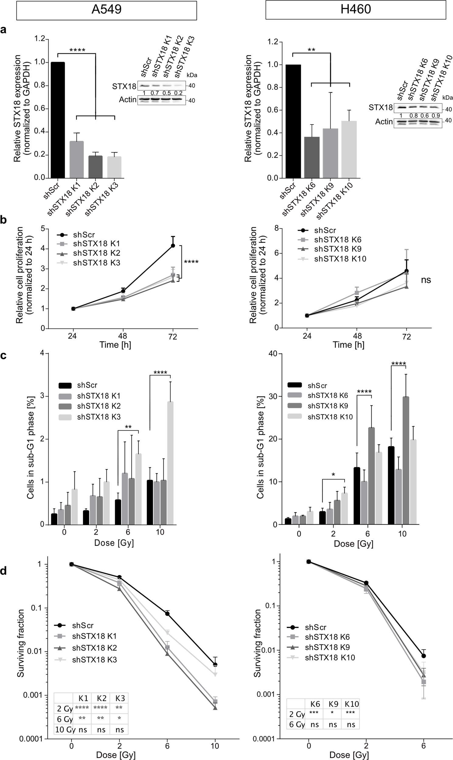 Fig. 2: STX18 knockdown sensitizes radioresistant A549 and radiosensitive H460 cell lines to irradiation.