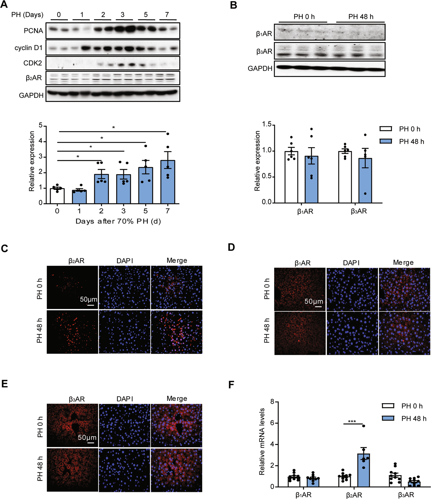 Fig. 1: β2AR was upregulated during liver regeneration induced by 70% PH.