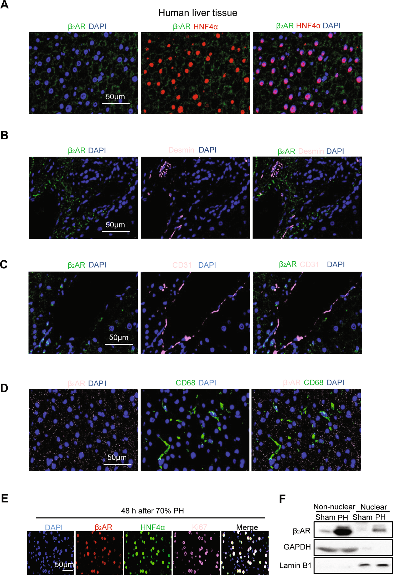 Fig. 2: β2AR translocated to the nucleus during liver regeneration induced by 70% PH.
