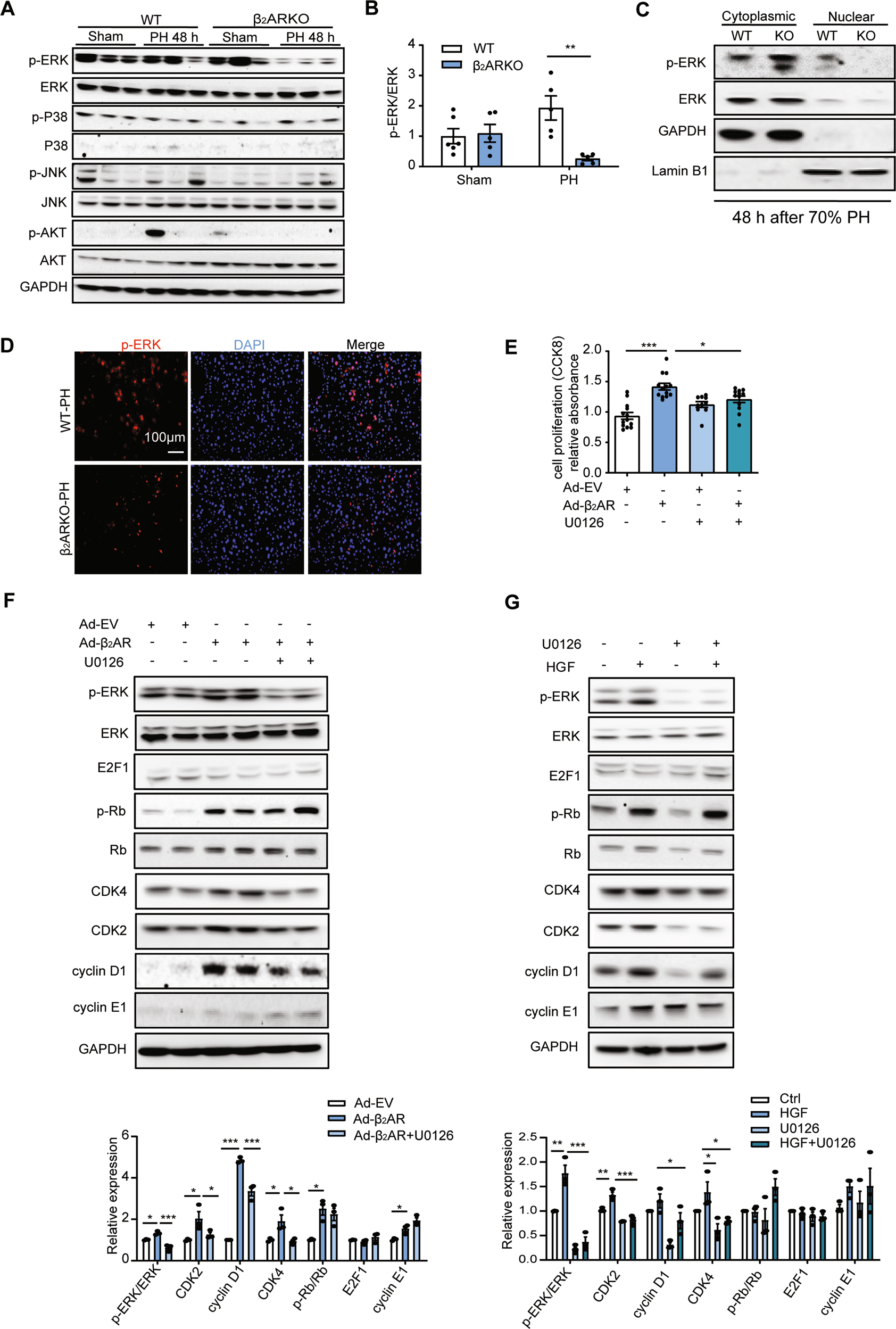 Fig. 7: β2AR-mediated cell proliferation was partially dependent on ERK signaling.