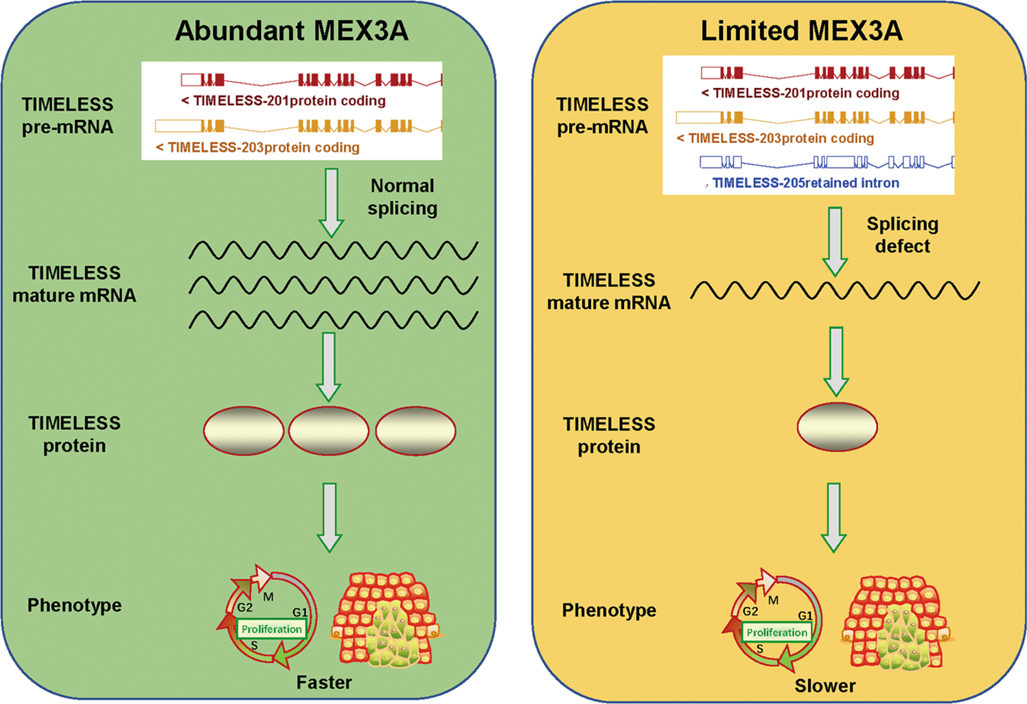 Fig. 8: Model showing the effect of MEX3A/TIMELESS signaling on the malignancy of ovarian cancer cells.