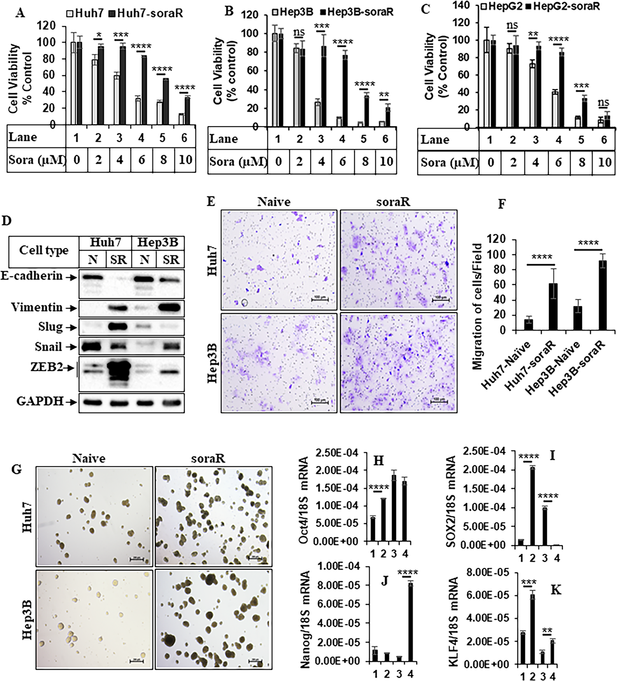 Ets1 mediates sorafenib resistance by regulating mitochondrial ROS pathway  in hepatocellular carcinoma | Cell Death & Disease