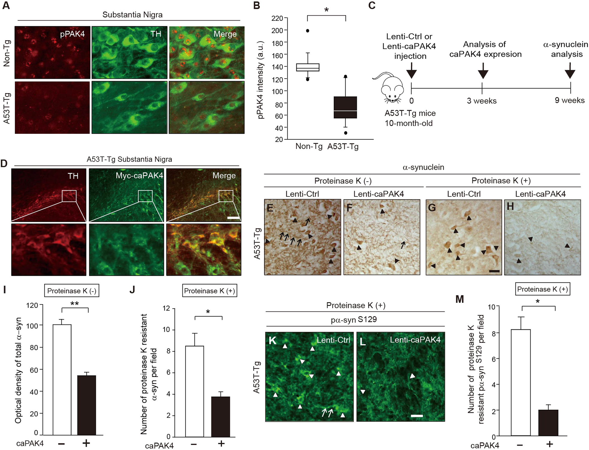 Fig. 3: caPAK4 reduces α-synuclein aggregates in the A53T PD model.