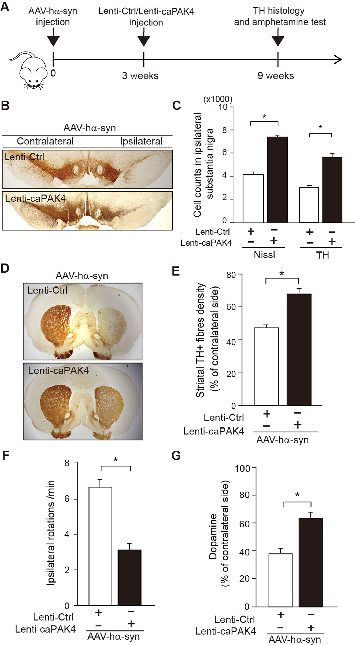 Fig. 5: Post-treatment with caPAK4 shows a therapeutic effect in the α-synuclein PD model.