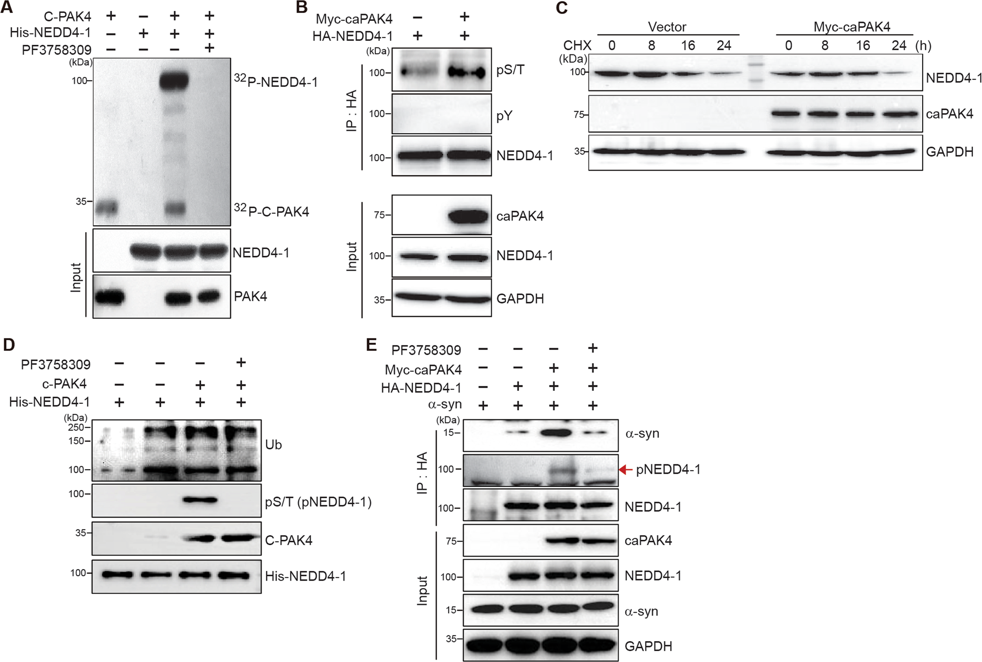 Fig. 7: PAK4 enhances the association of NEDD4-1 with α-synuclein through phosphorylation of NEDD4-1.