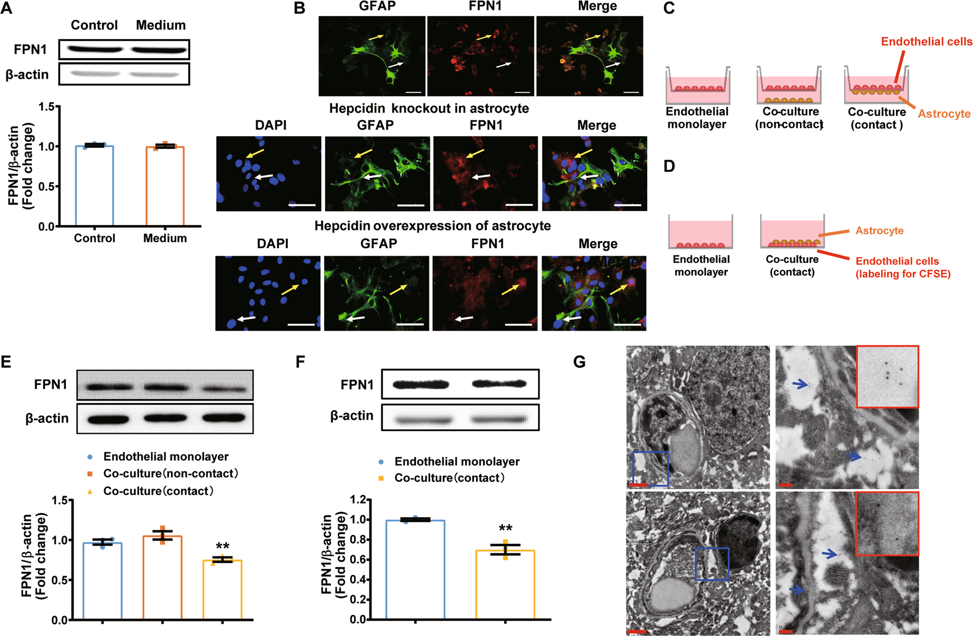 Fig. 4: Hepcidin secreted by the endfeet of astrocytes regulates FPN1 on BMVECs via interfacial physical contact in vitro.