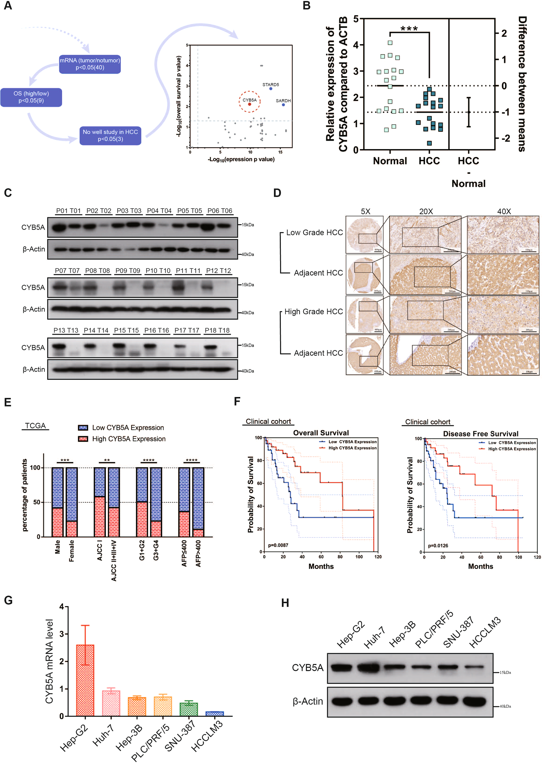 Fig. 1: CYB5A is frequently downregulated in human HCC.
