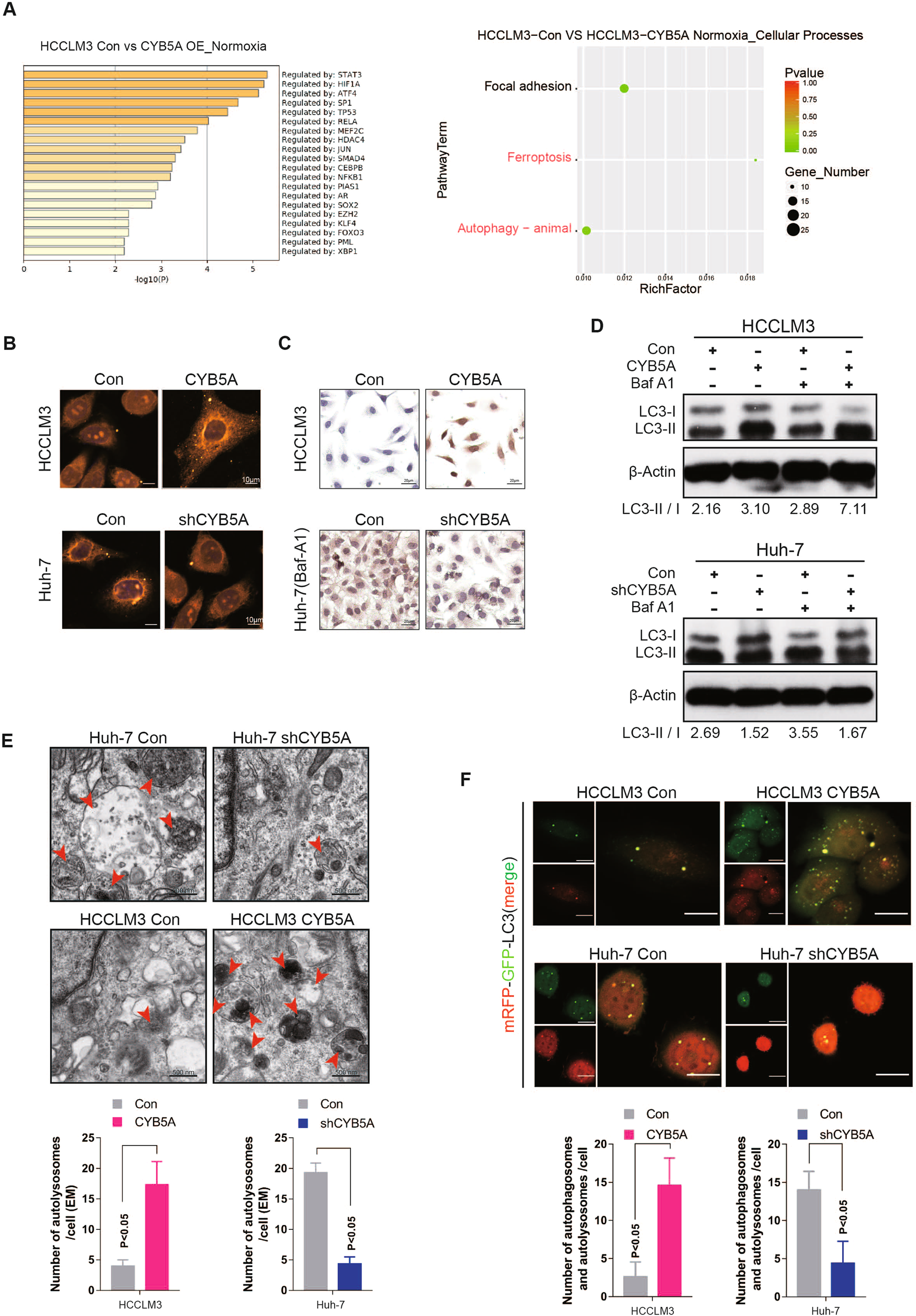 Fig. 3: The inhibition of metastasis by CYB5A is related to its ability to increase autophagy.