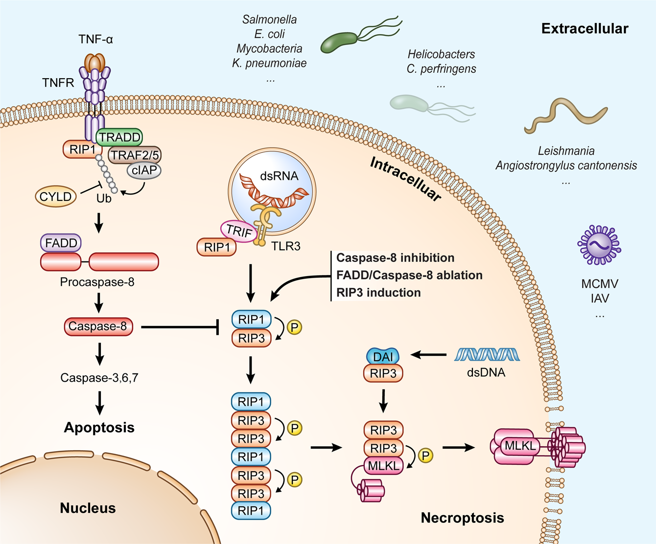 Fig. 2: Regulation of cell apoptosis and necroptosis.