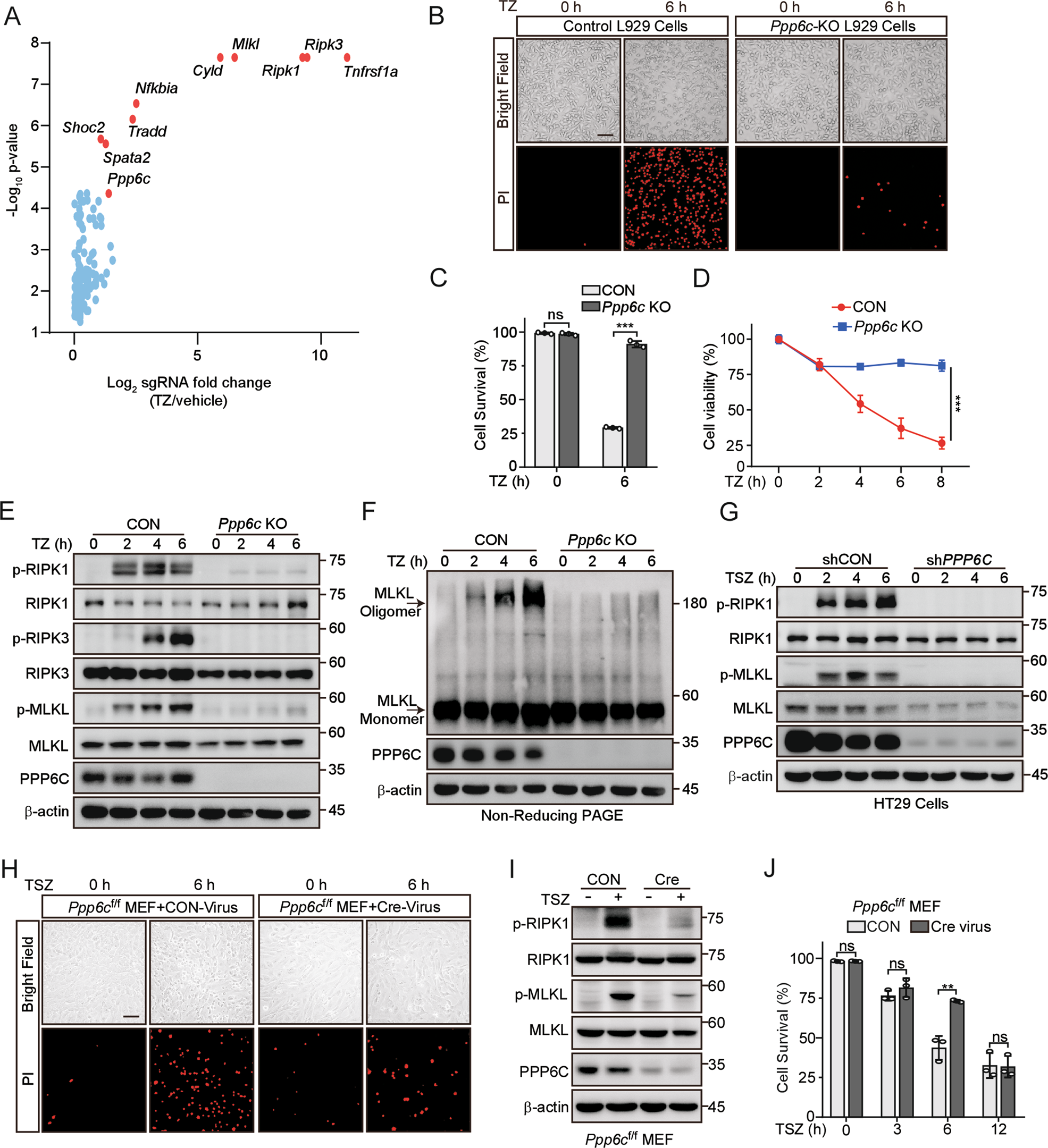 Fig. 1: Deletion of Ppp6c prevents TNF-induced necroptosis.
