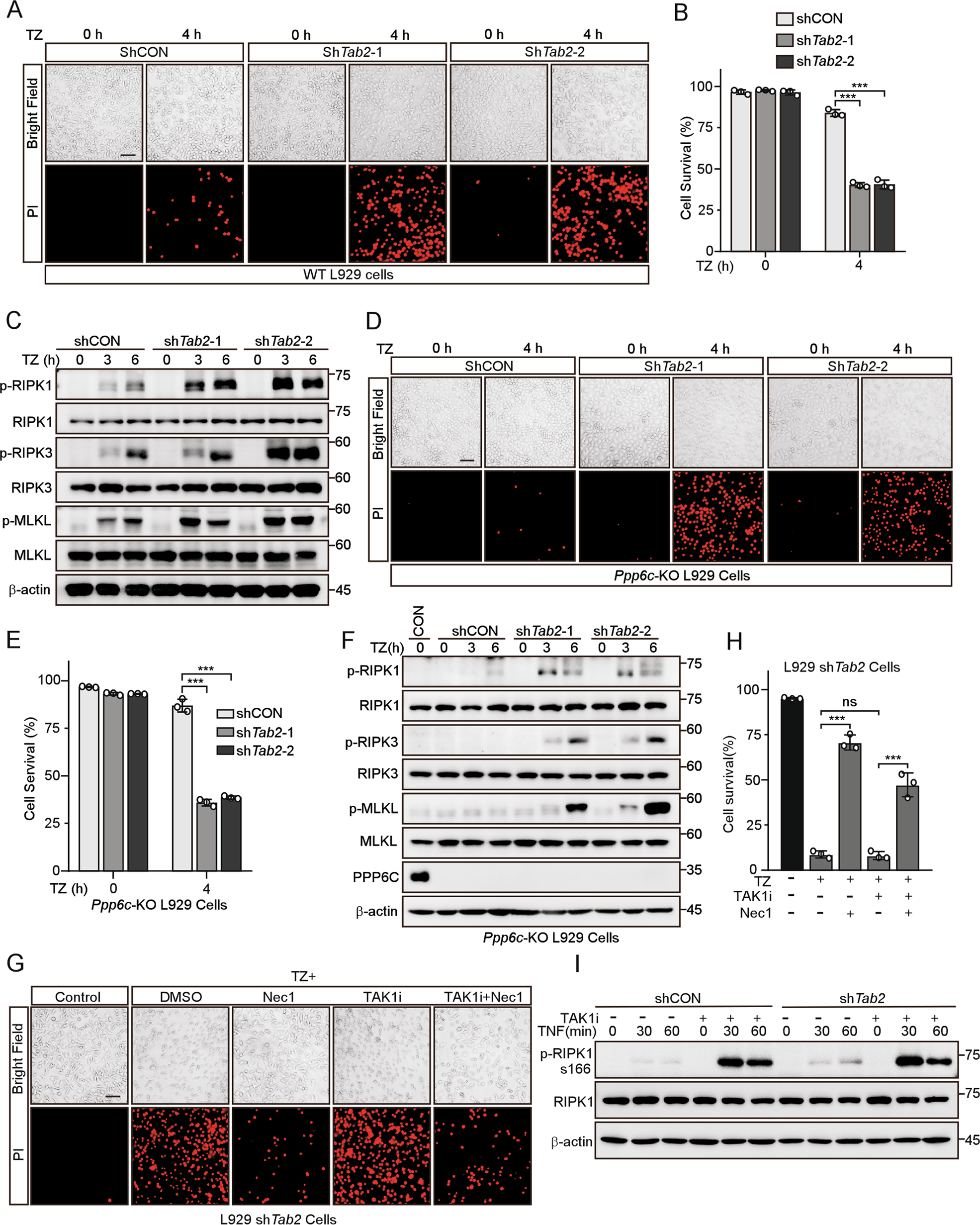 Fig. 5: TAB2 is required for the resistance to TNF-induced necroptotic cell death in PPP6C deficient cells.