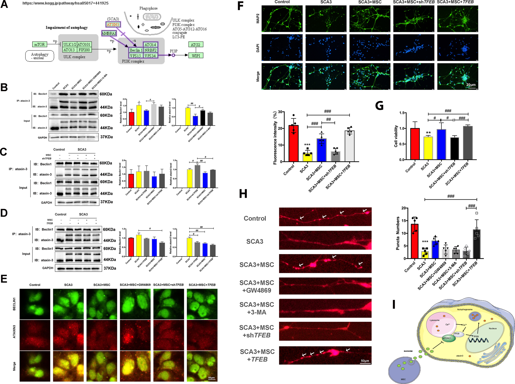 Fig. 6: TFEB-dependent MSCs therapy attenuated Beclin1 ubiquitination of ataxin-3 protein and the toxic effects of mutant proteins in SCA3 neurons.