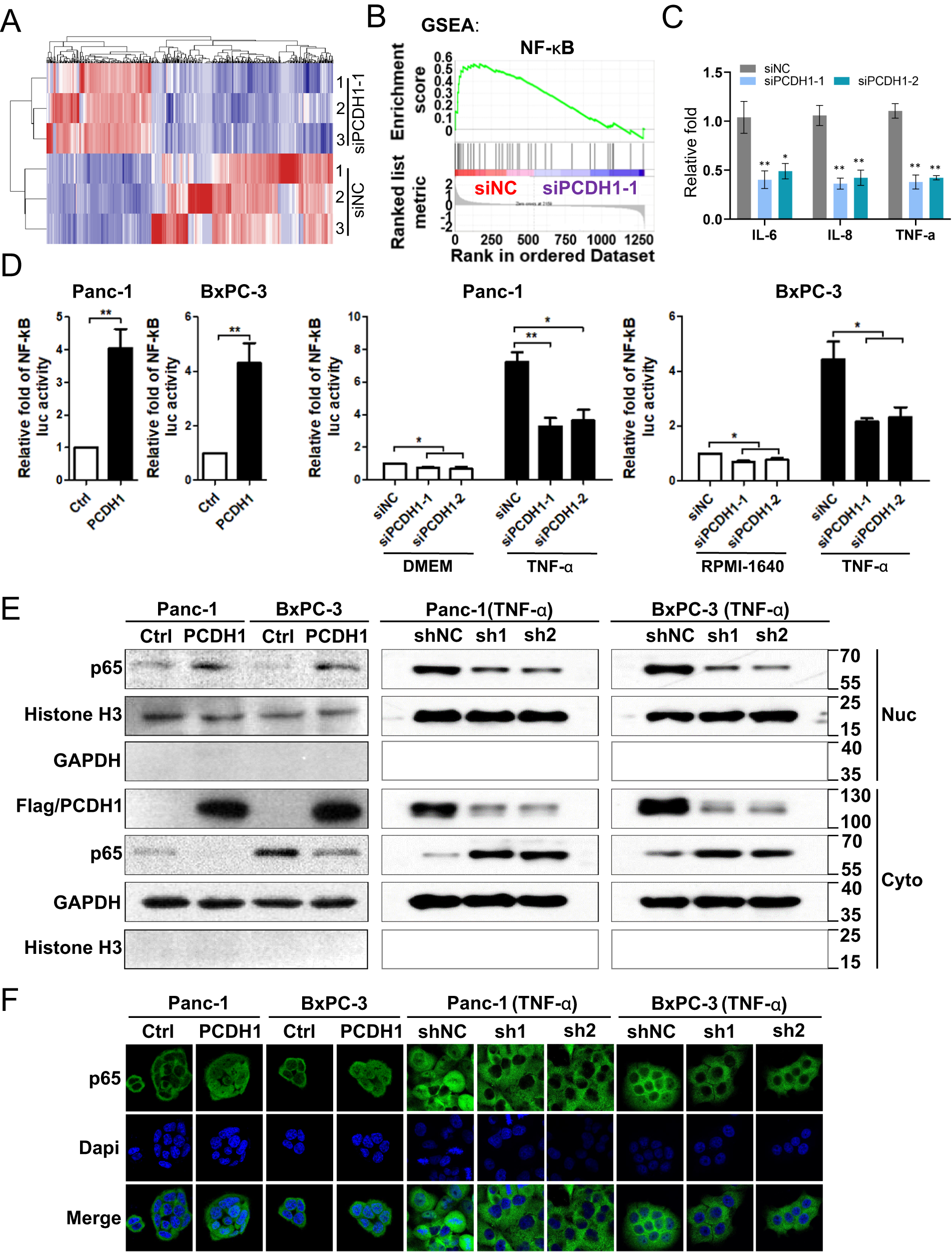 Fig. 4: PCDH1 activates the NF-κB pathway in PDAC cells.