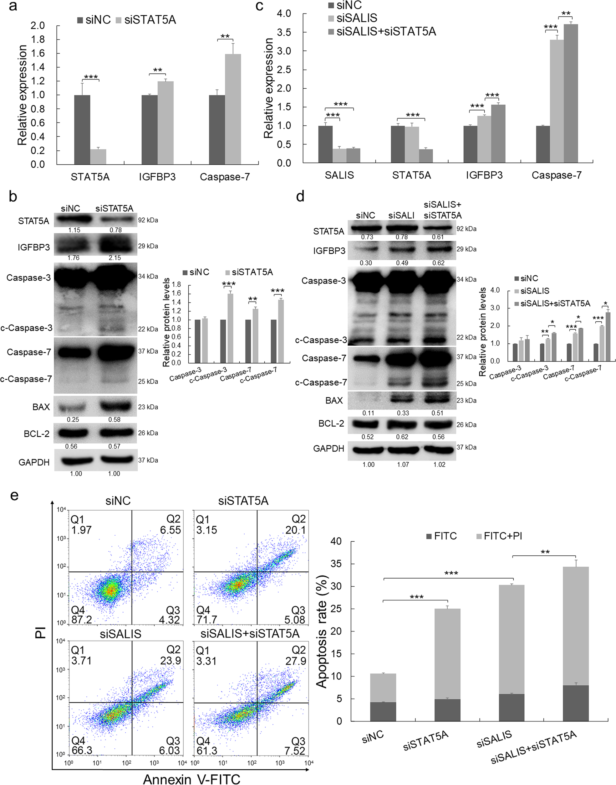Fig. 6: The repression of IGFBP3 and Caspase-7 and apoptosis by SALIS is dependent on STAT5A.