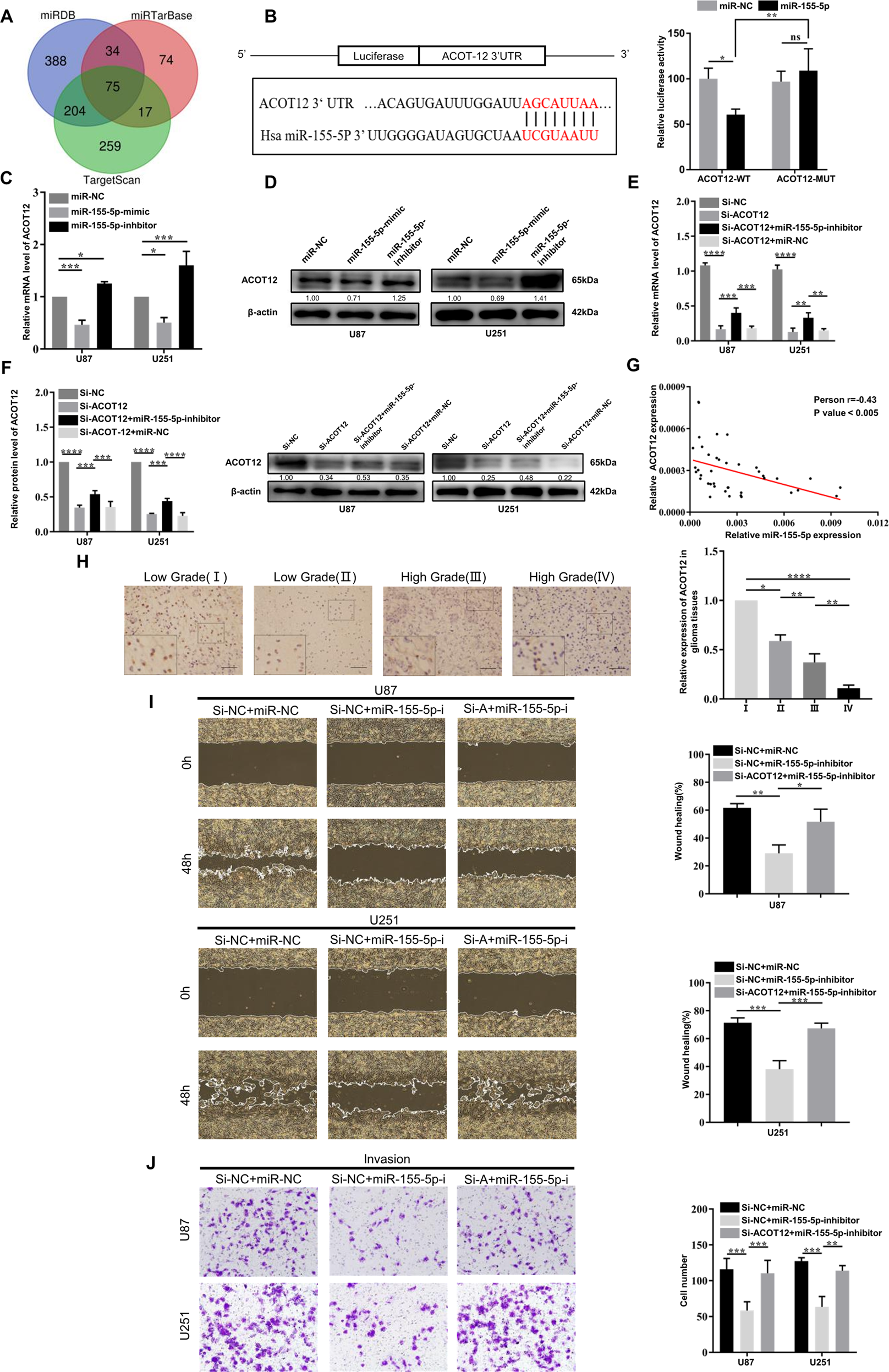 Fig. 5: ACOT12 is the downstream target of miR-155-5p and inhibits glioma development.