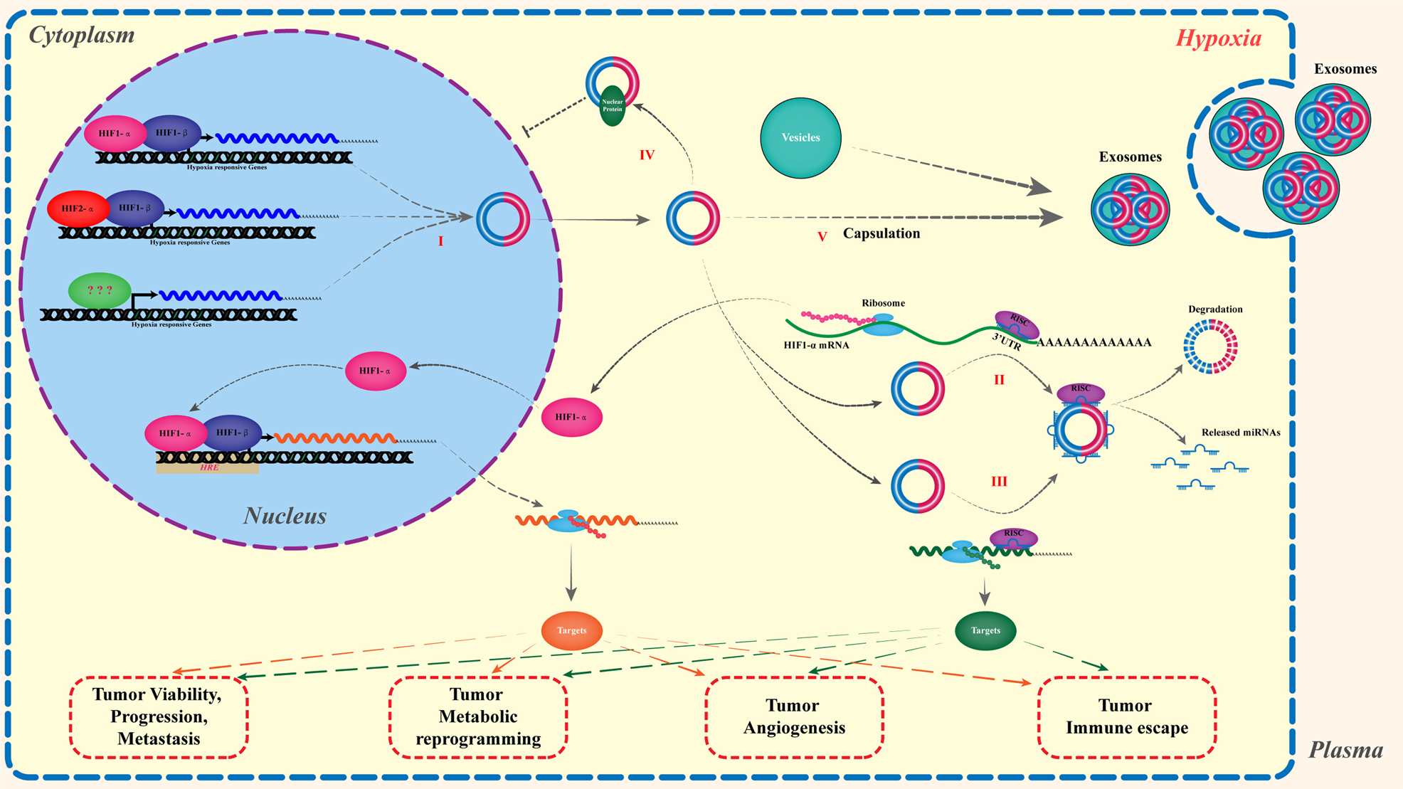 Fig. 3: The roles and underlying mechanisms of hypoxia-responsive circRNAs played in tumor hypoxic environment.