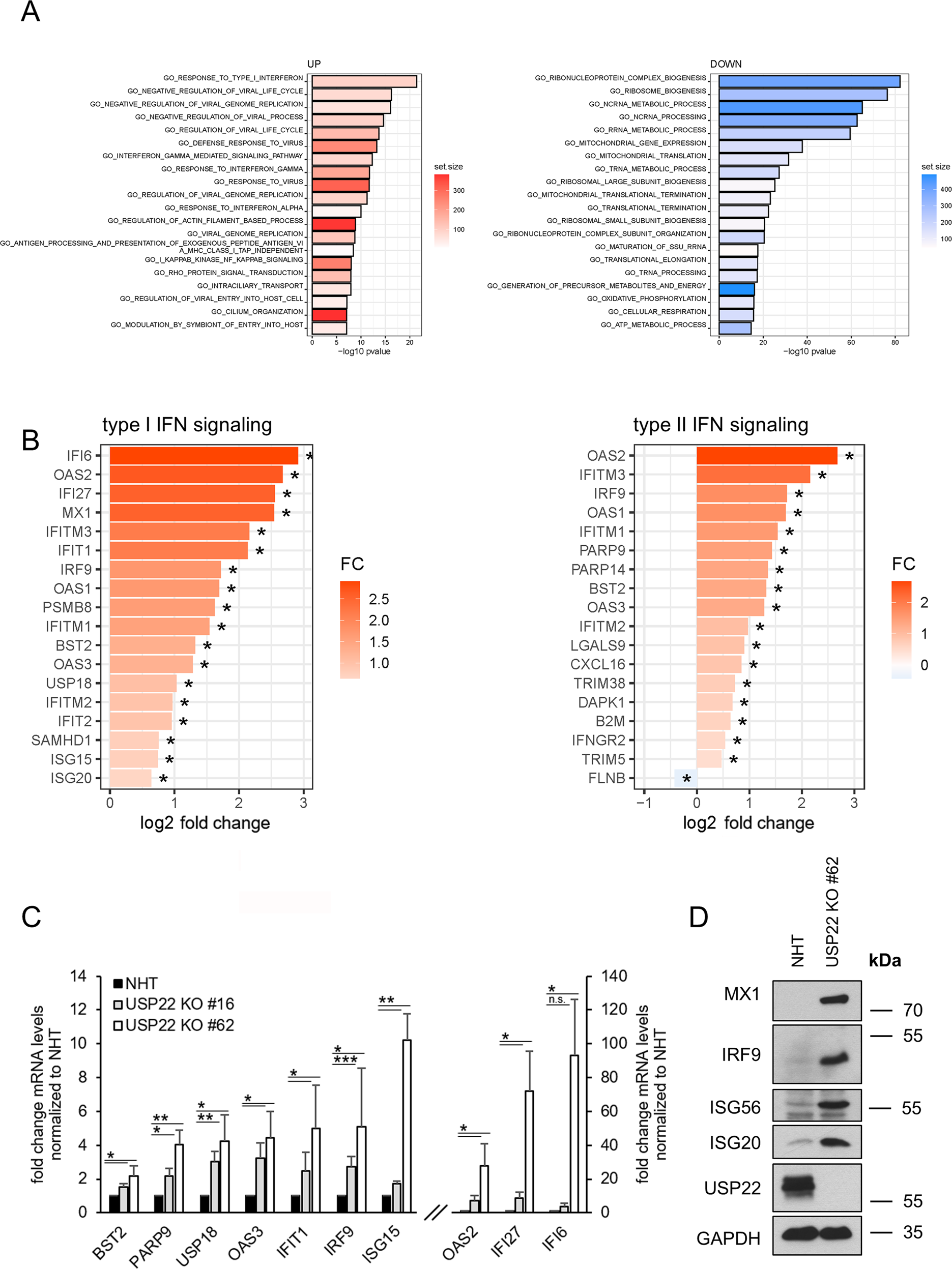 Fig. 2: Loss of USP22 specifically enriches for genes involved in IFN signaling and response to viral infection.