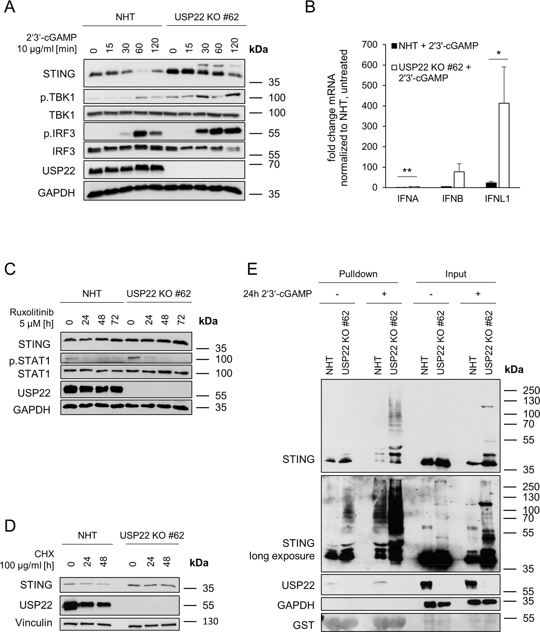Fig. 5: USP22 negatively regulates STING activation and ubiquitination.