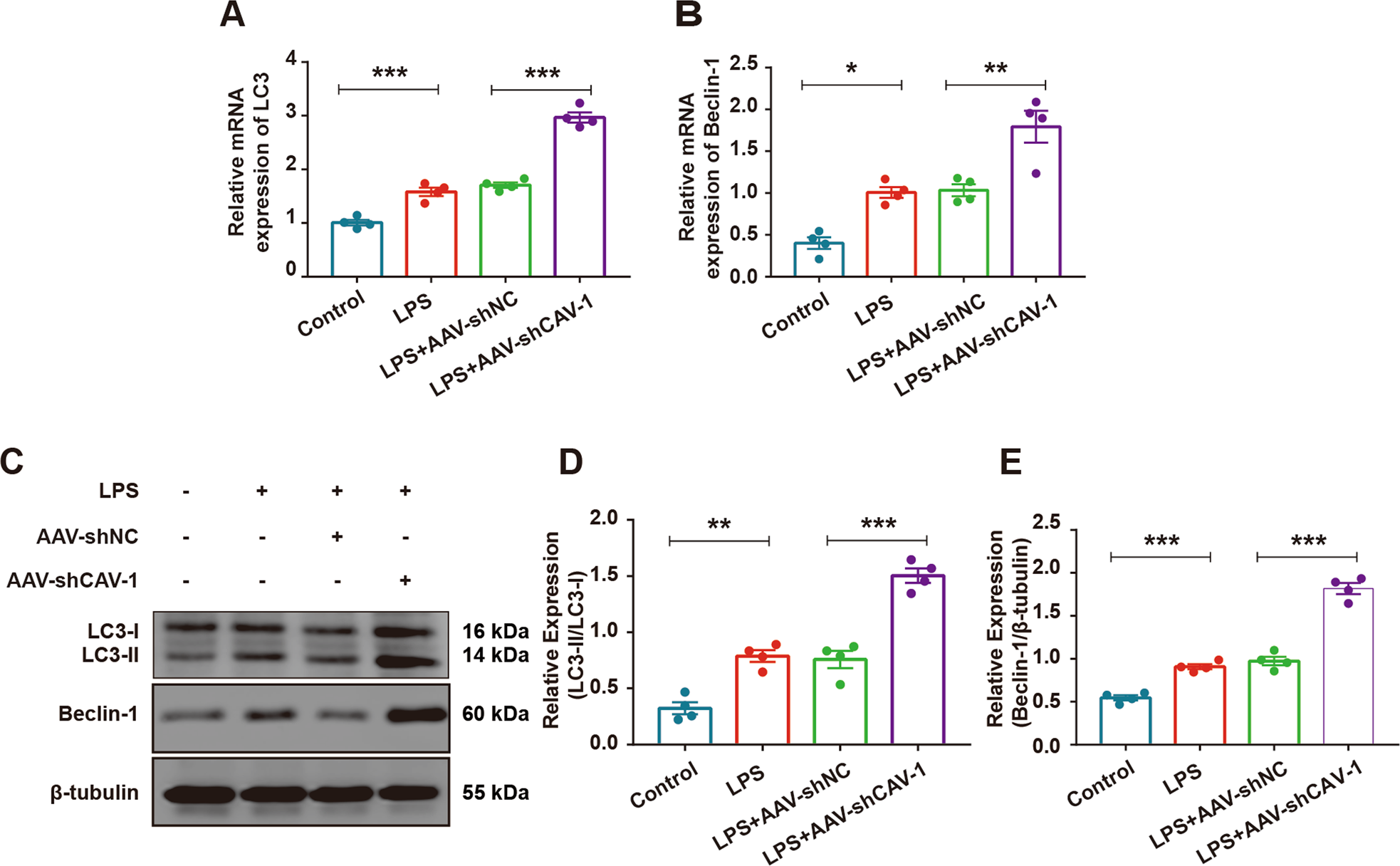 Fig. 4: Knocking down of CAV-1 improved autophagy and ameliorated ALI.