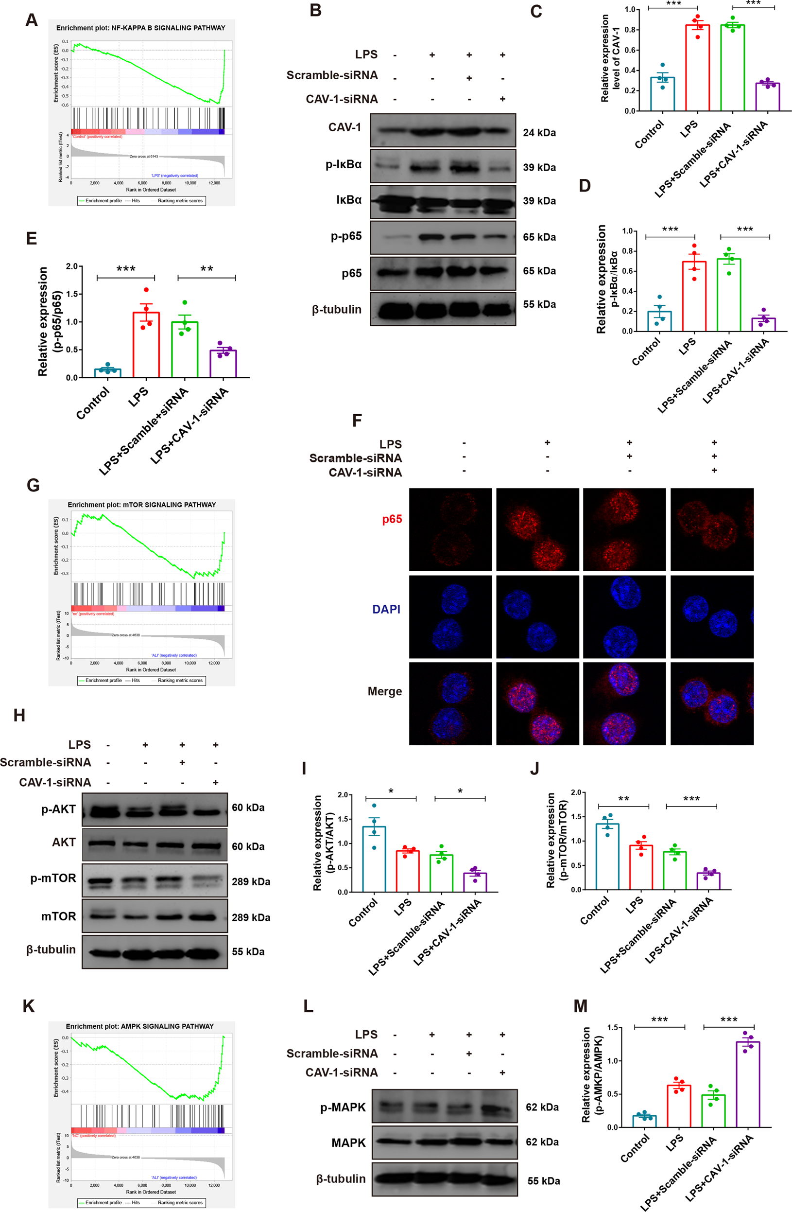 Fig. 7: Knockdown of CAV-1 inhibited autophagy-related signaling pathways in BMDMs.