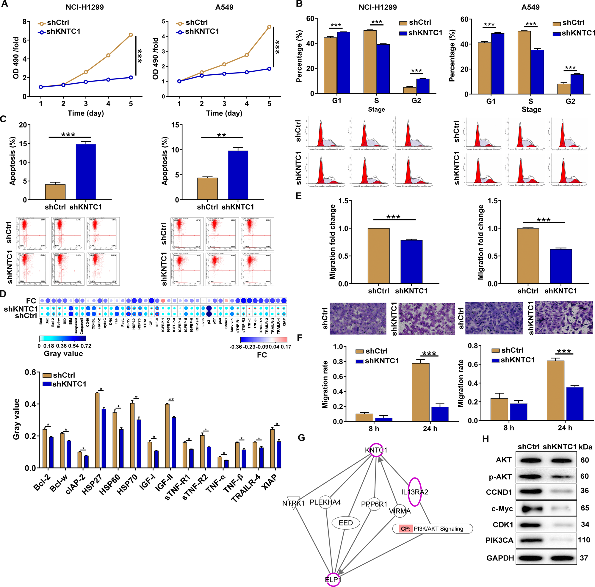 Fig. 2: KNTC1 knockdown inhibited NSCLC development in vitro.