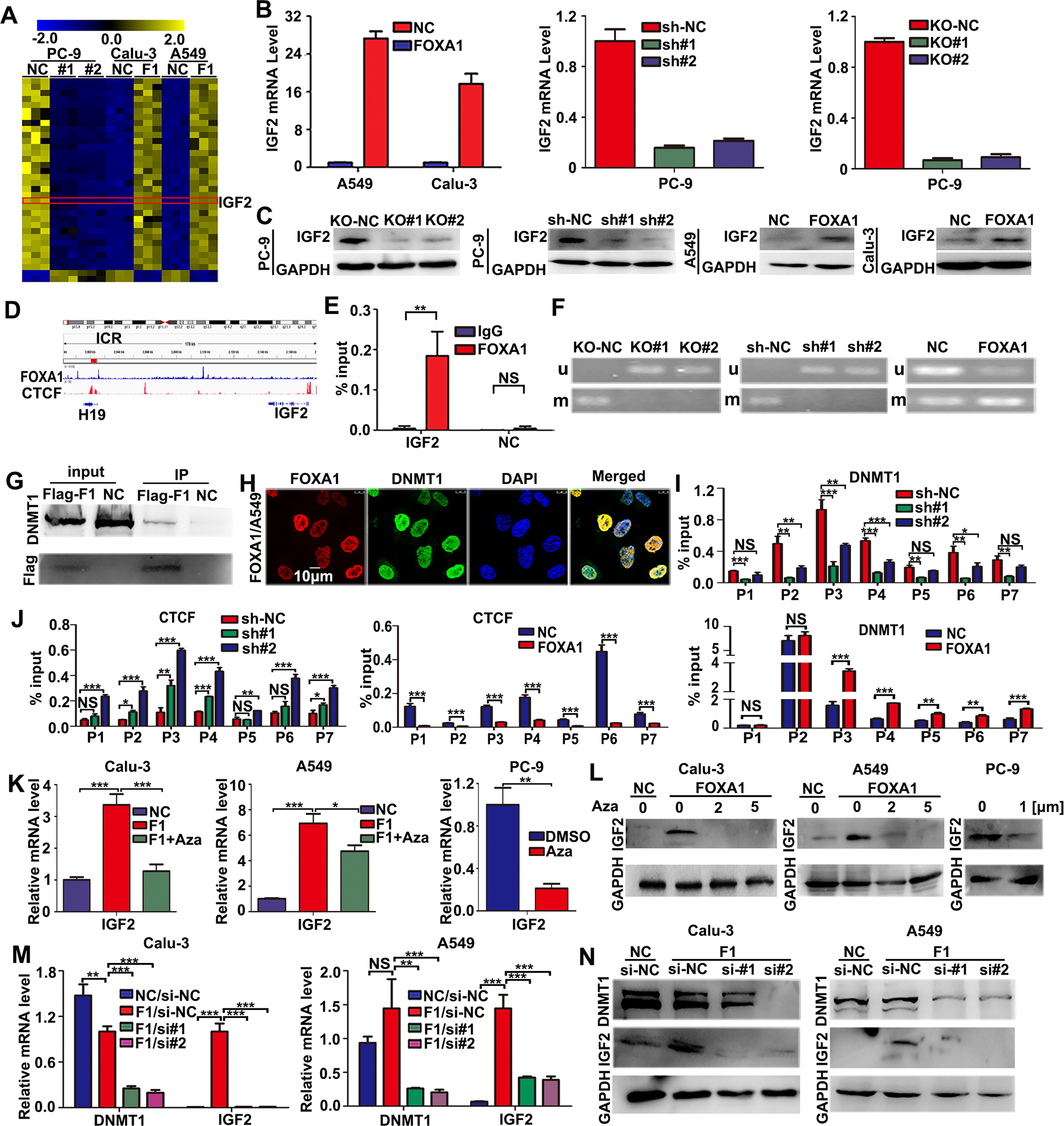 Fig. 4: FOXA1 interacted with DNMT1 and mediated the loss of imprinting of IGF2 in LUAD cells.