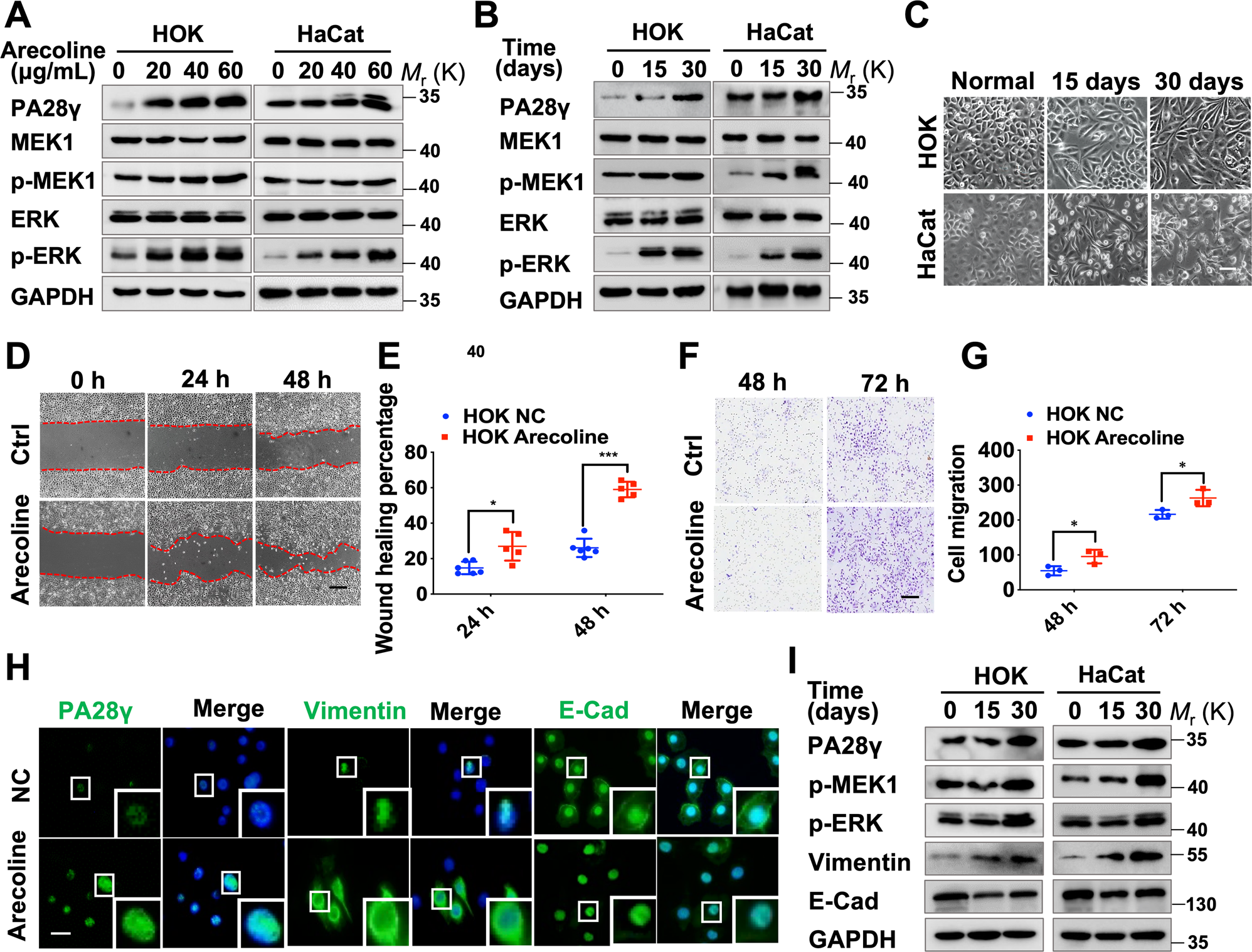 Fig. 2: Arecoline can upregulate the expression levels of PA28γ and phosphorylated MEK1 in epithelial cells, which induce EMT.