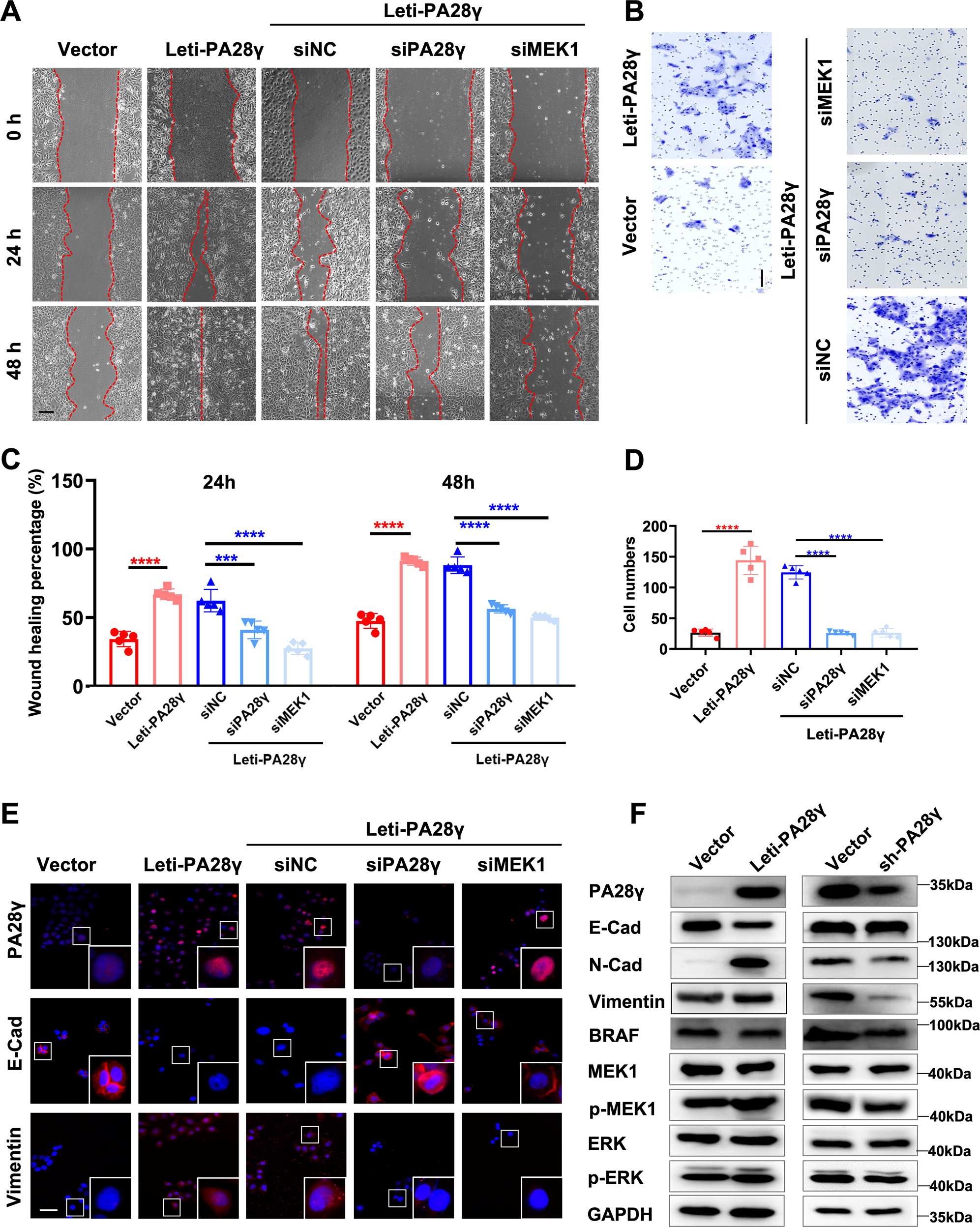 Fig. 4: PA28γ-dependent upregulation of phosphorylated MEK1 promotes EMT in epithelial cells.