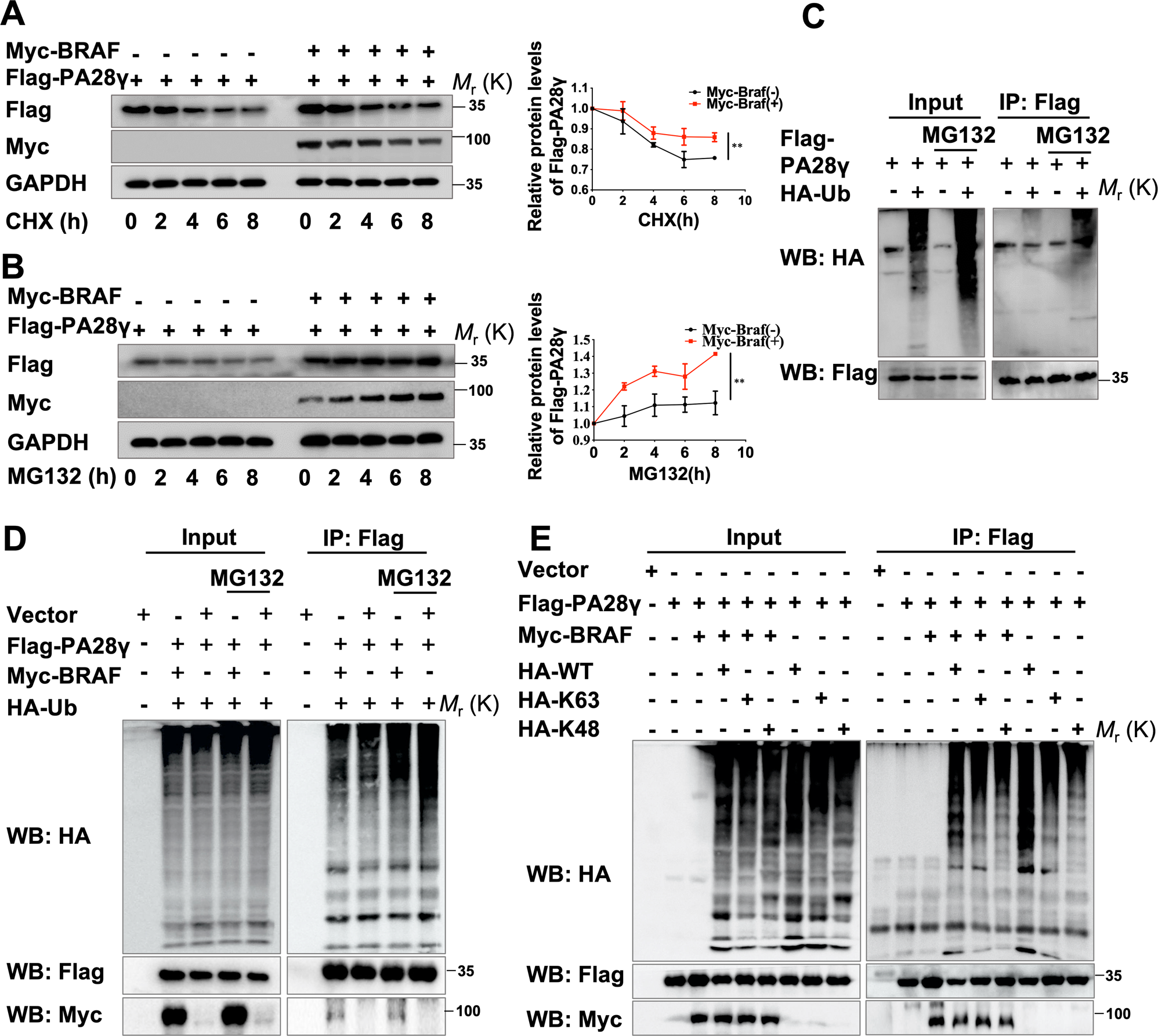 Fig. 6: BRAF inhibited the ubiquitination level of PA28γ.
