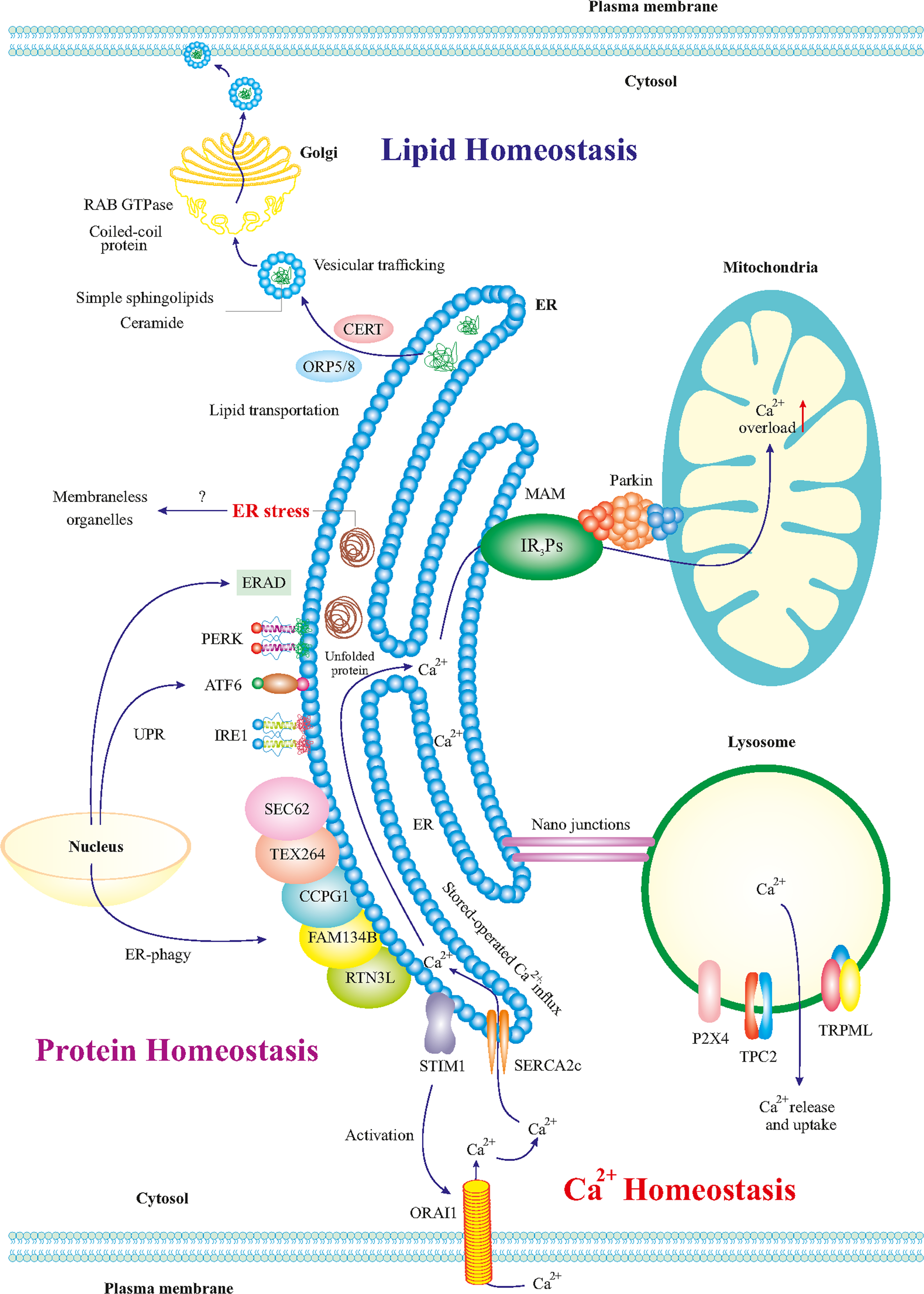 ER stress and UPR in Alzheimer's disease: mechanisms, pathogenesis,  treatments | Cell Death & Disease