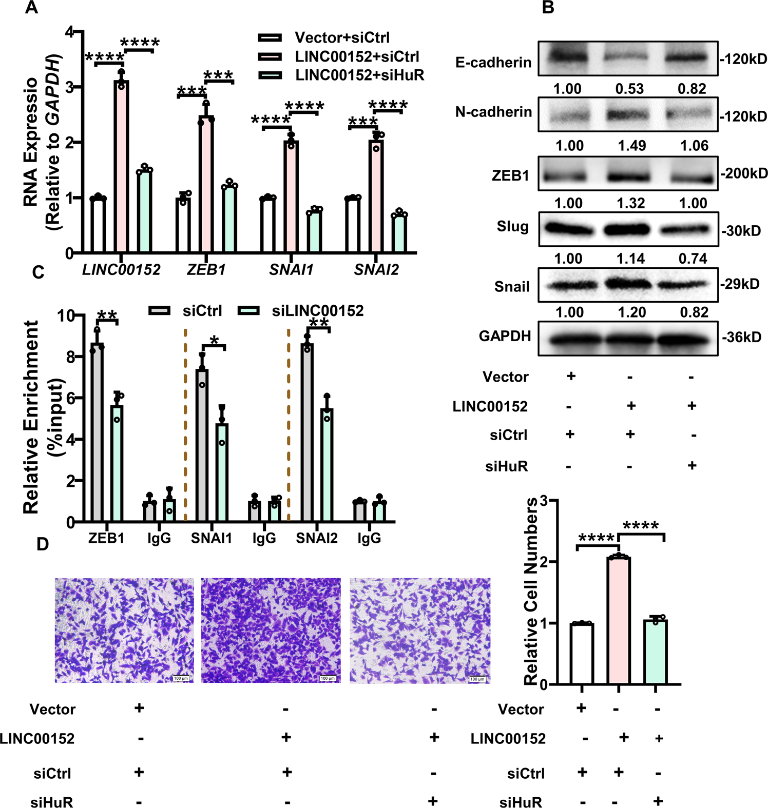 Fig. 7: LINC00152 promotes EMT and invasion depending HuR.