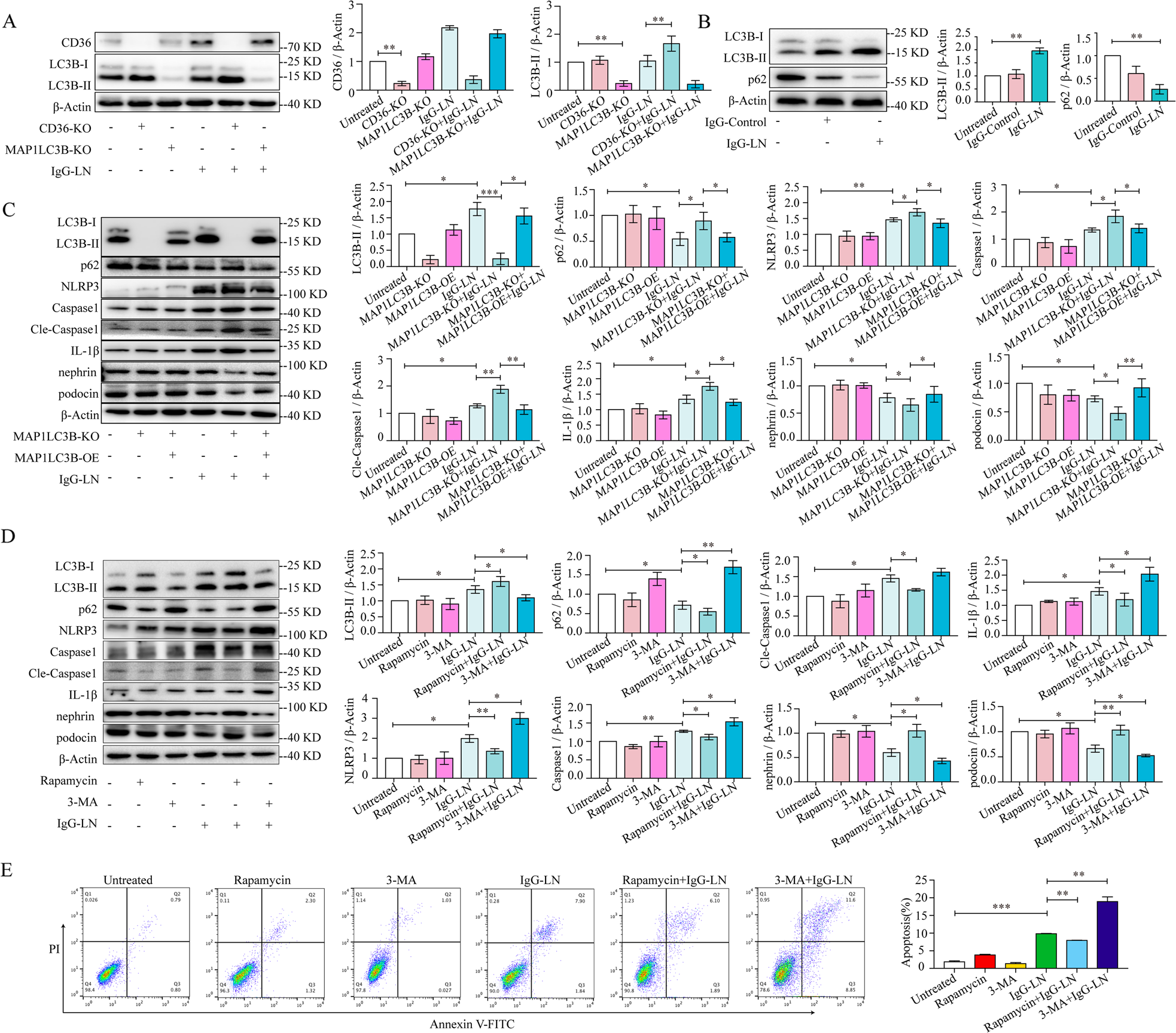 Fig. 4: Enhancing autophagy could reduce NLRP3 inflammasome activation and podocyte injury.