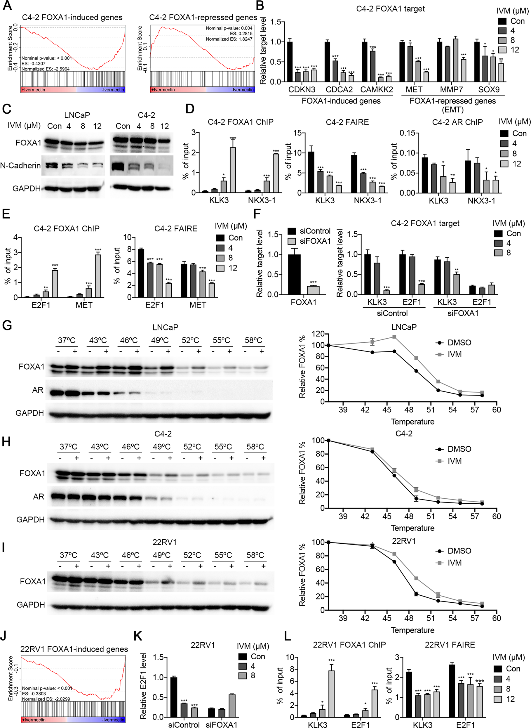 Fig. 5: Ivermectin interacted with FOXA1 to block pioneer factor activity.