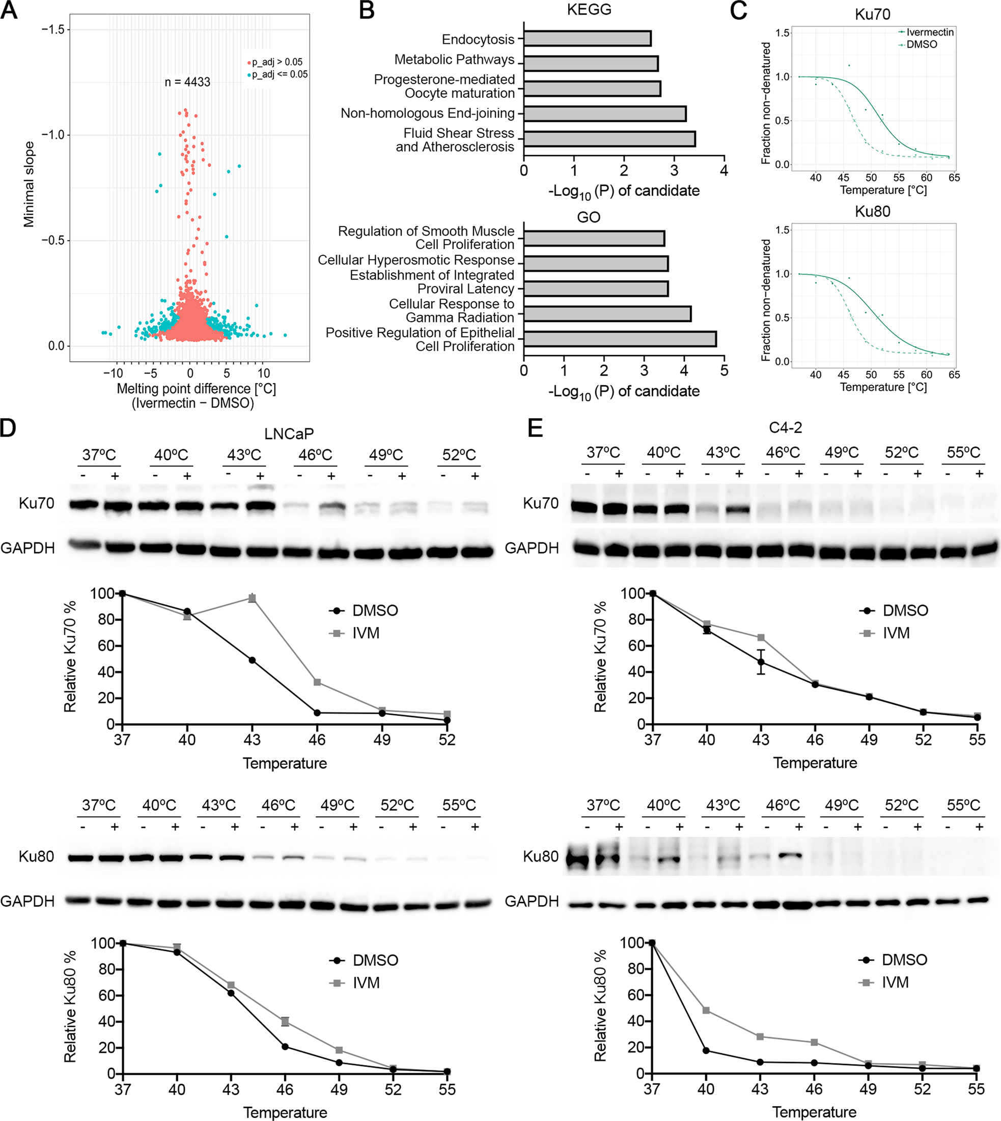 Fig. 6: Ivermectin targeted to Ku70/Ku80.