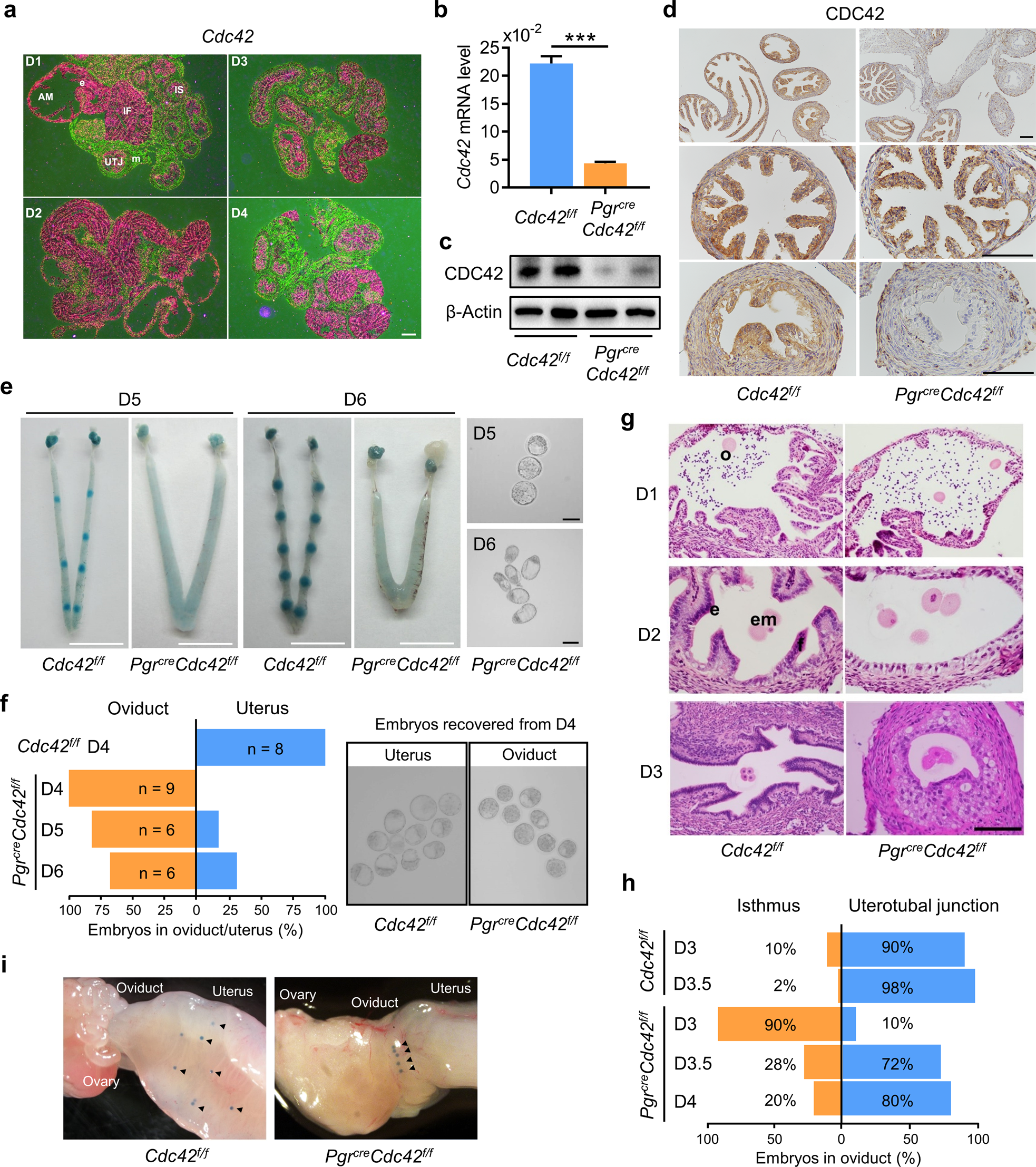 Morphology, Histology and Ovary Development of the Female Reproductive  System of Spilostethus pandurus (Scopoli) (Hemiptera: Lygaeidae), image size:1966x2214