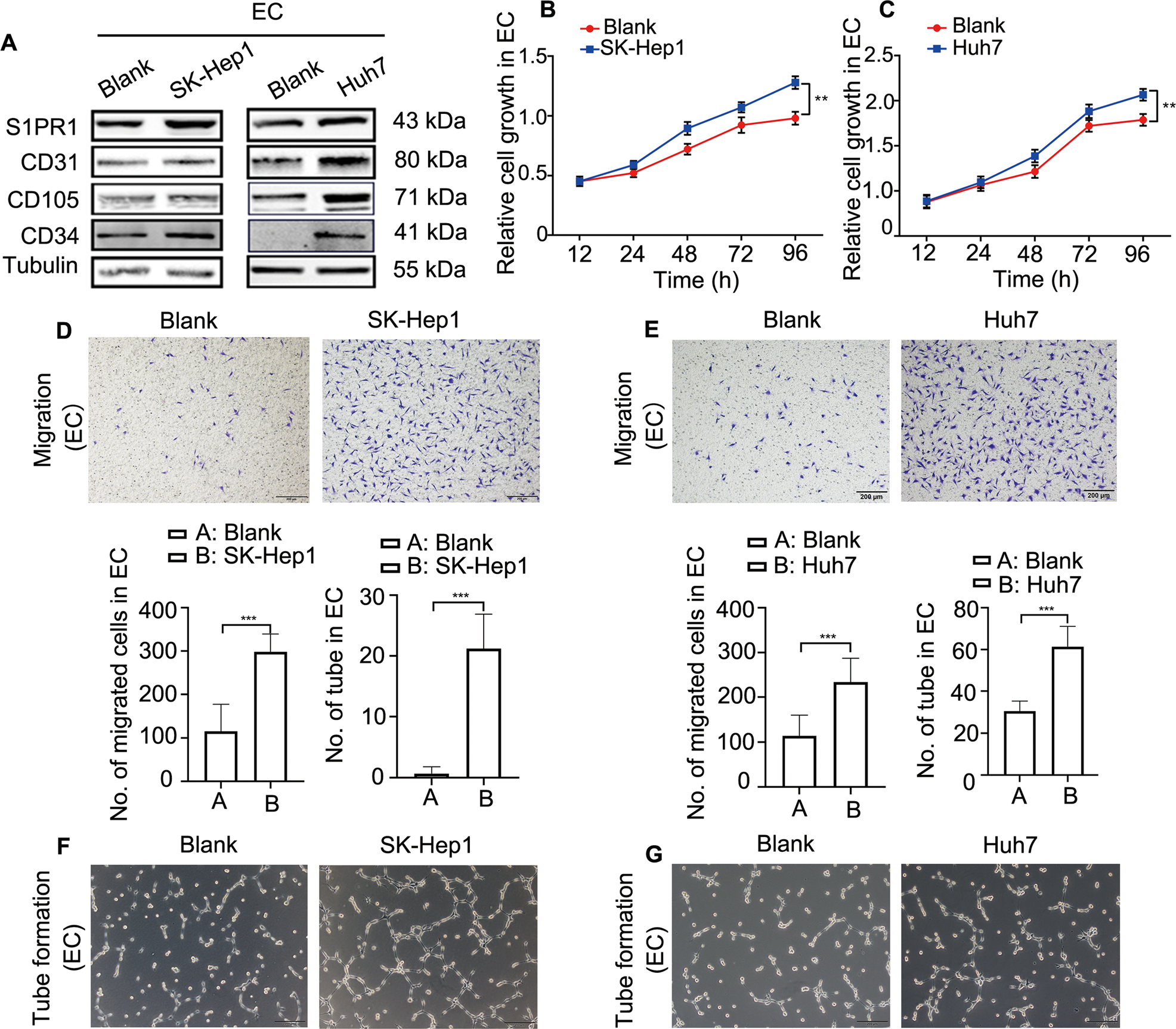 Fig. 2: The functions of HAECs induced by conditioned media from HCC cells (SK-Hep1 and Huh7) are enhanced.
