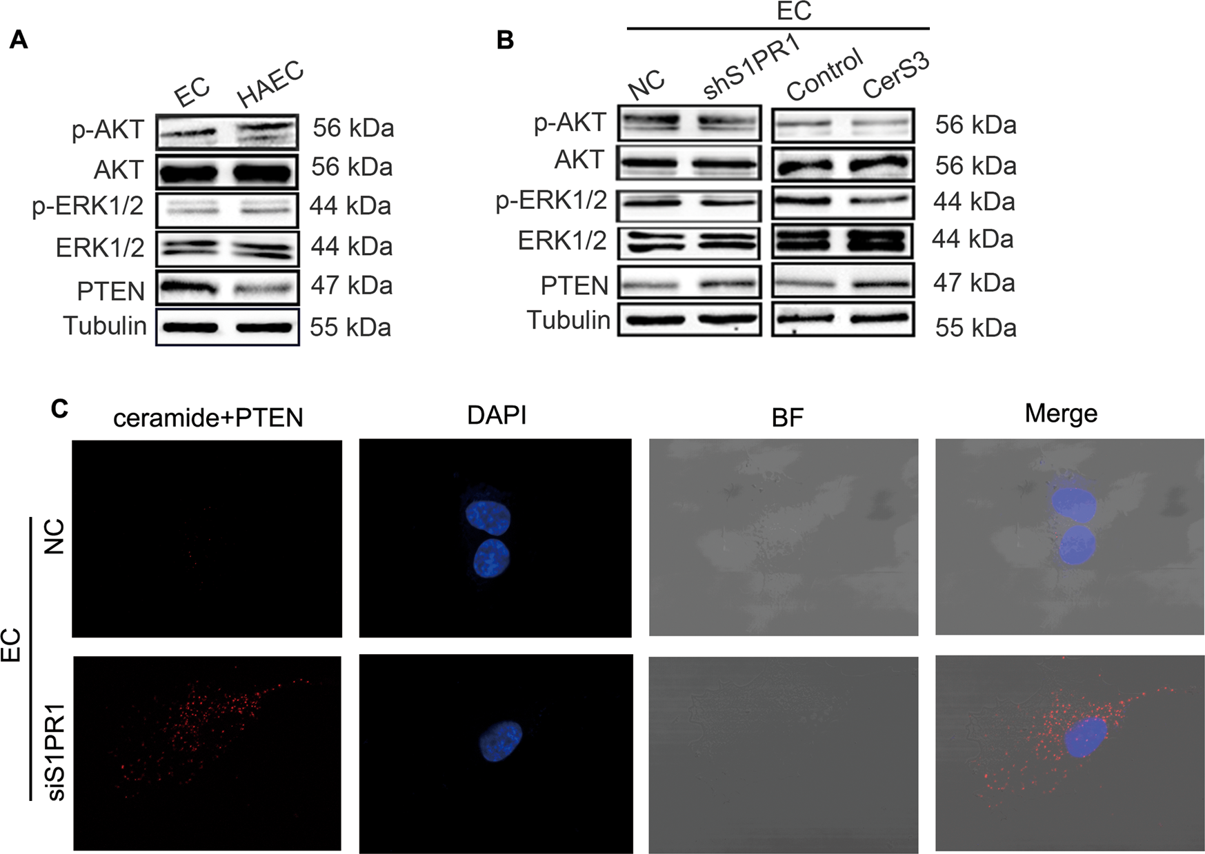 Fig. 6: A reduction in ceramide levels and its interaction with PTEN activates AKT/ERK signalling to promote angiogenesis.