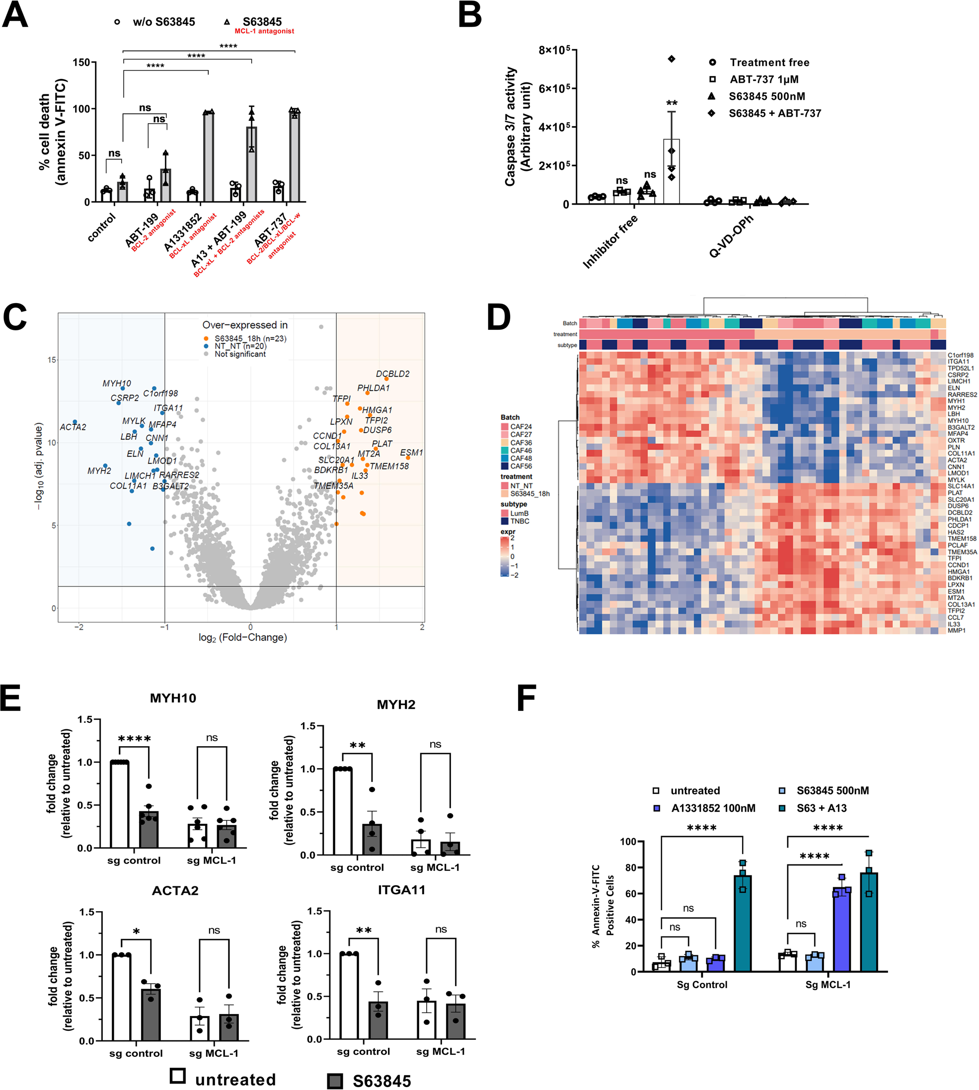 Targeting of MCL-1 in breast cancer-associated fibroblasts reverses their  myofibroblastic phenotype and pro-invasive properties | Cell Death & Disease