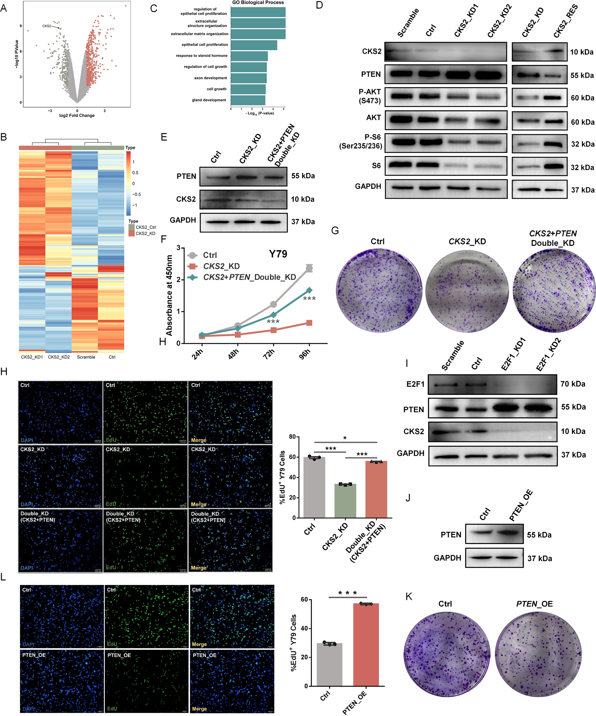 Fig. 5: CKS2 regulates cancer-associated PI3K–AKT signaling pathway.